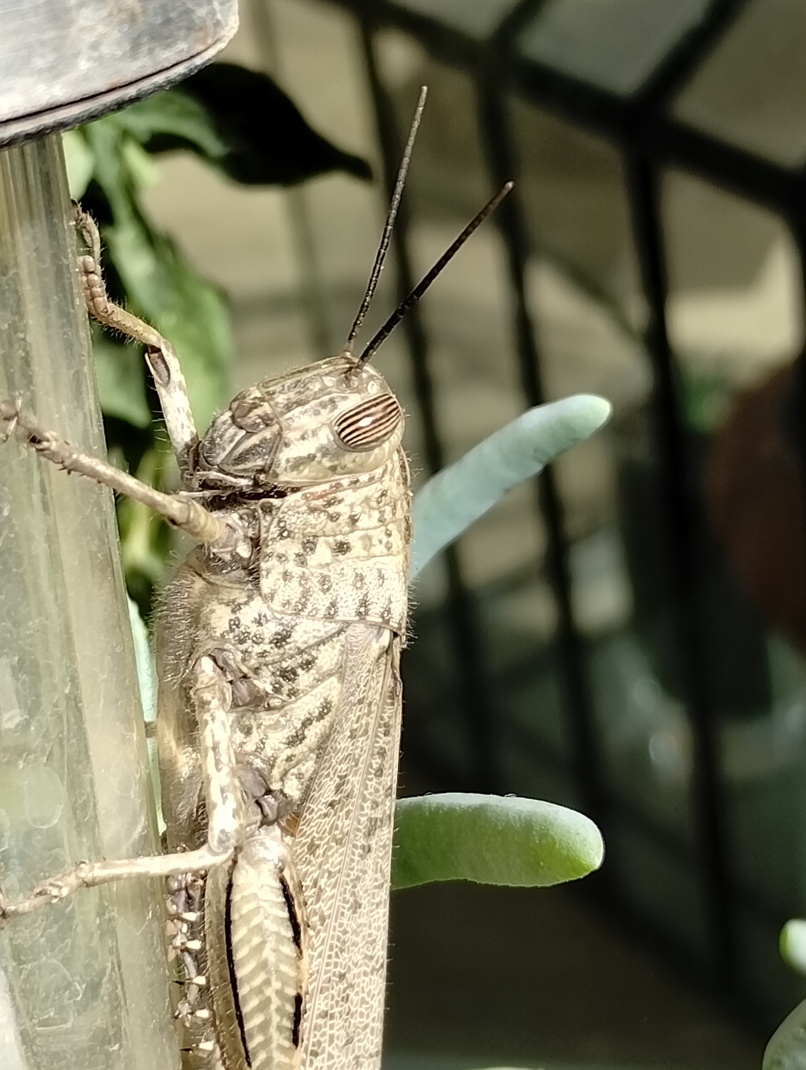 Another visitor has arrived.