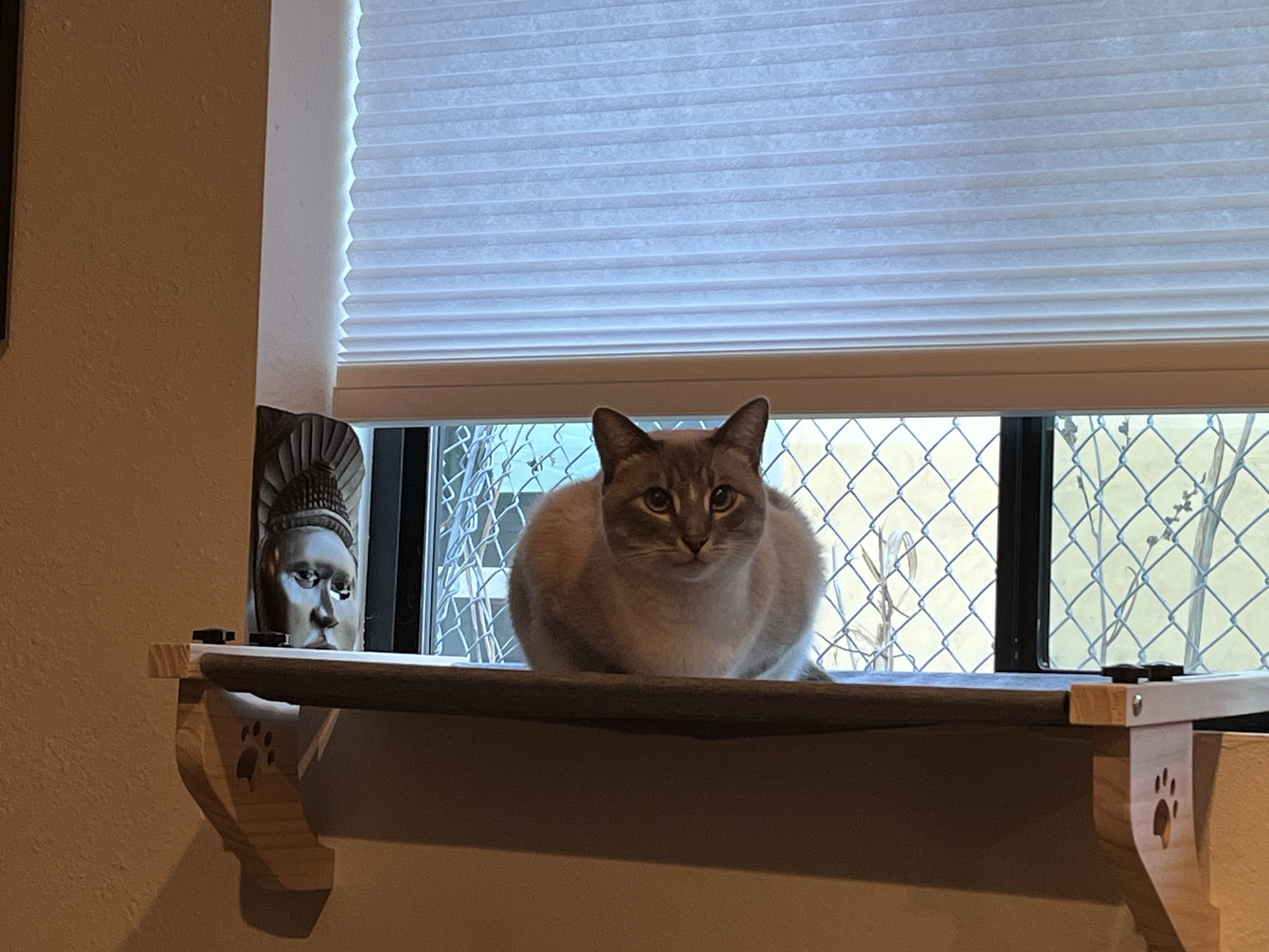 Daily dose of cuteness: My cat Ivy, Day 293