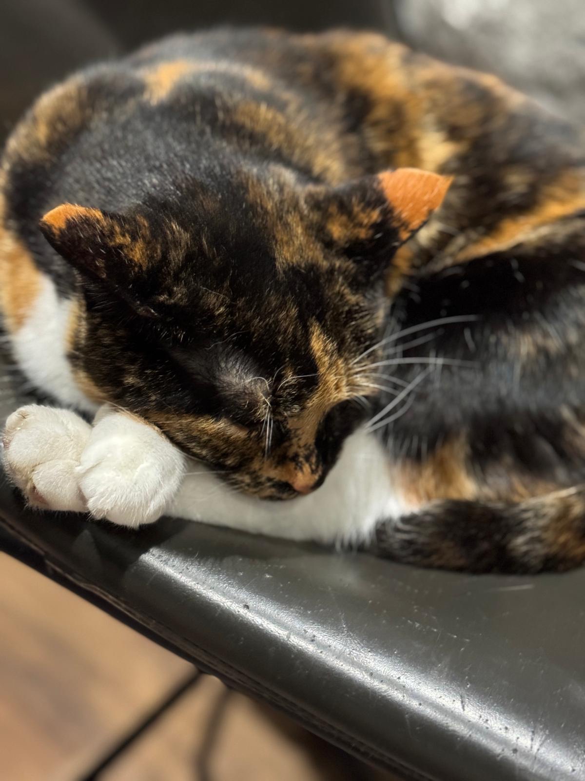 Crumble's Daily Snapshot of Adorableness