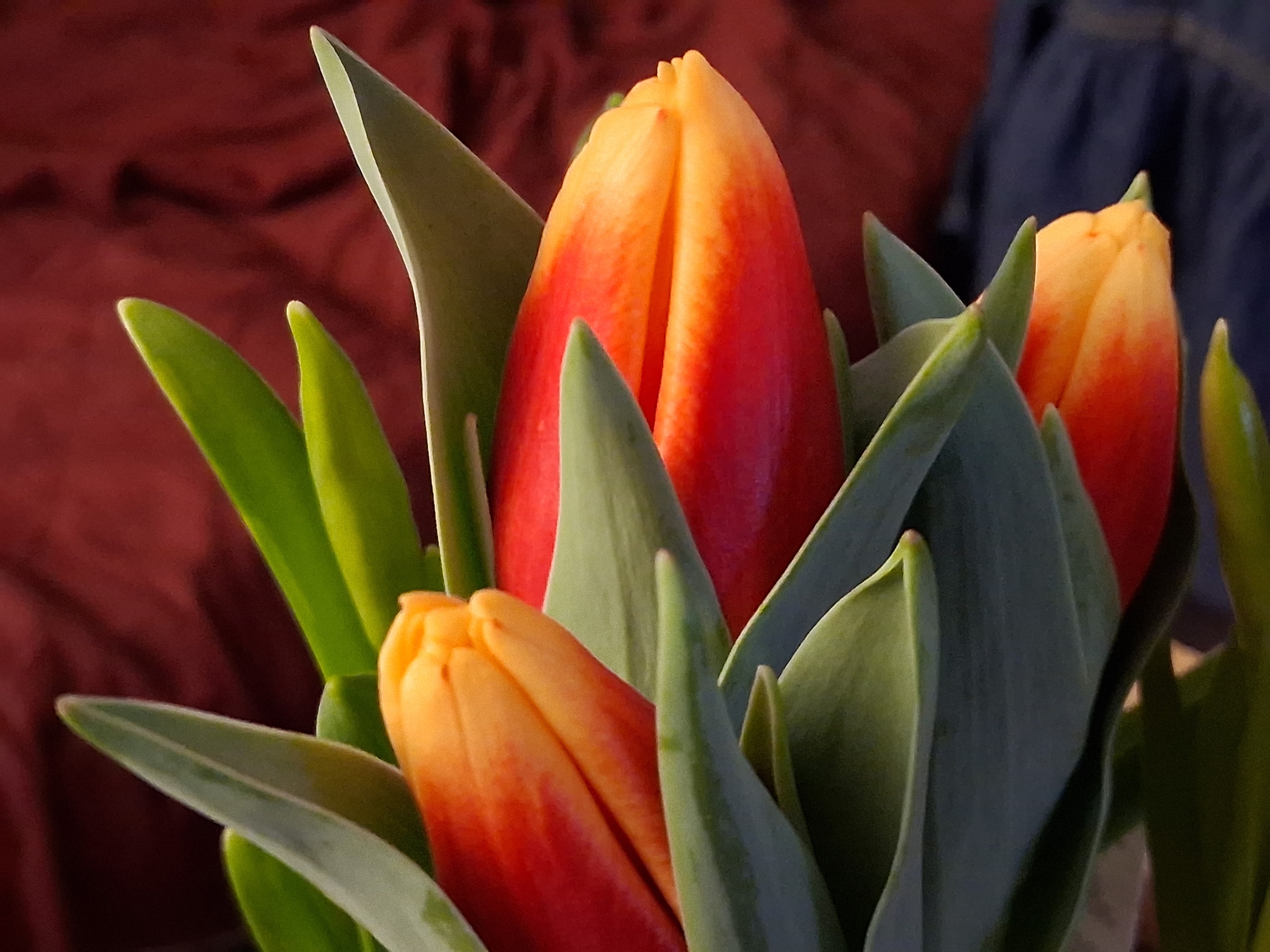 A Beautiful Display of Spring Flowers