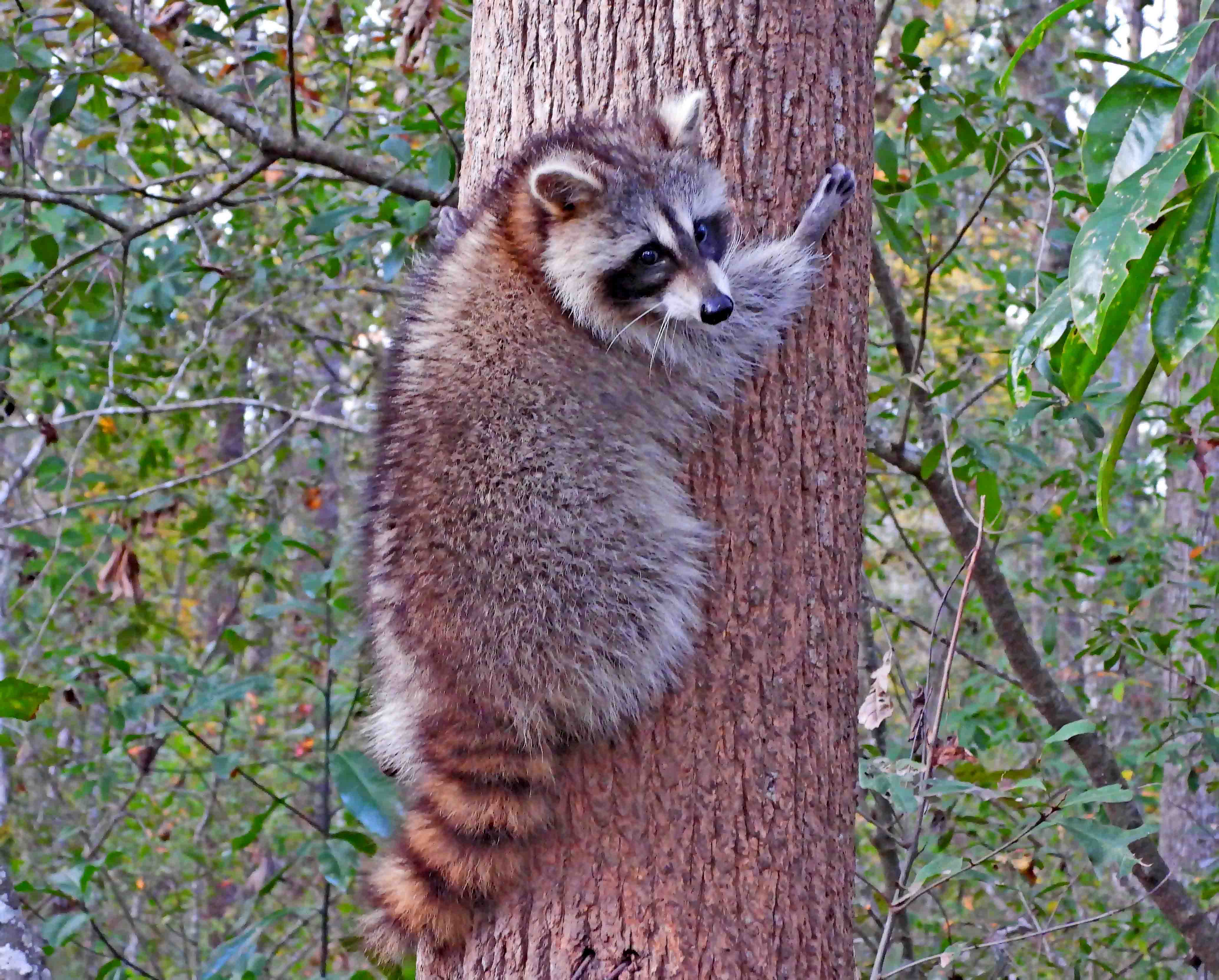 Reflecting on Nature in Summerville, South Carolina: It's been a while since my wife injured her knee.
