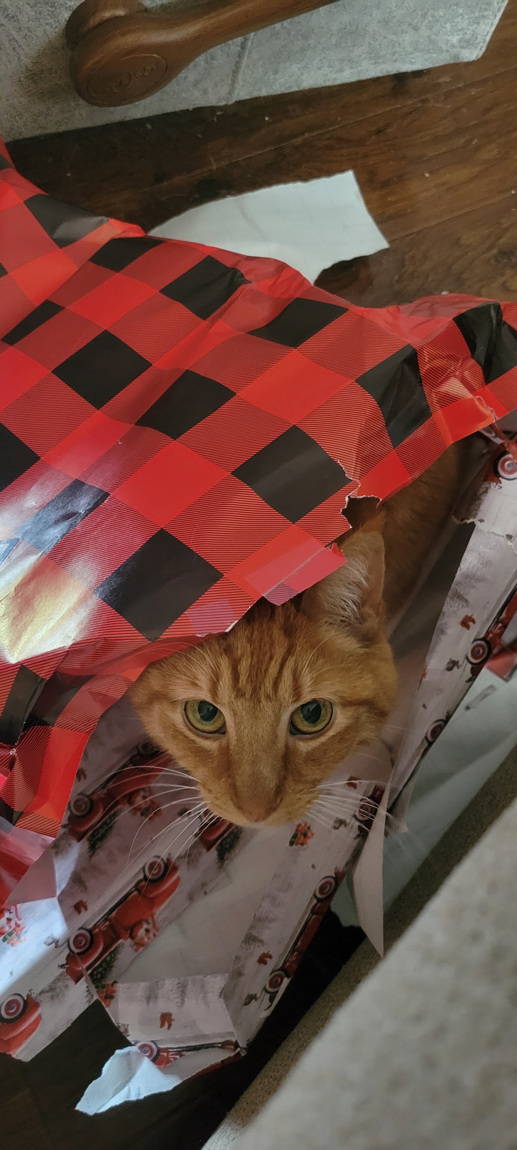 Someone is really soaking up the Christmas spirit!