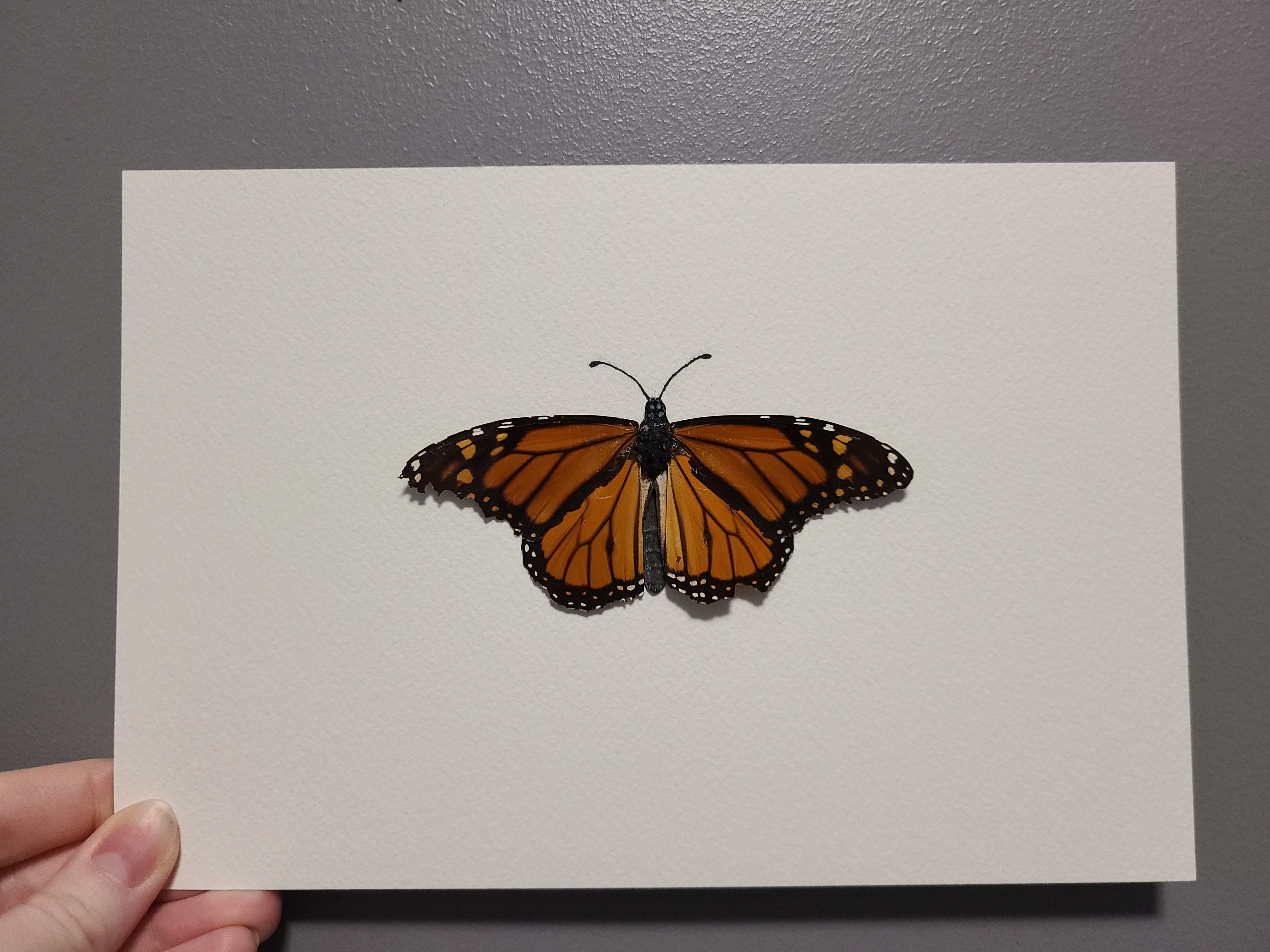 I crafted a body for these Monarch butterfly wings to make him feel whole again