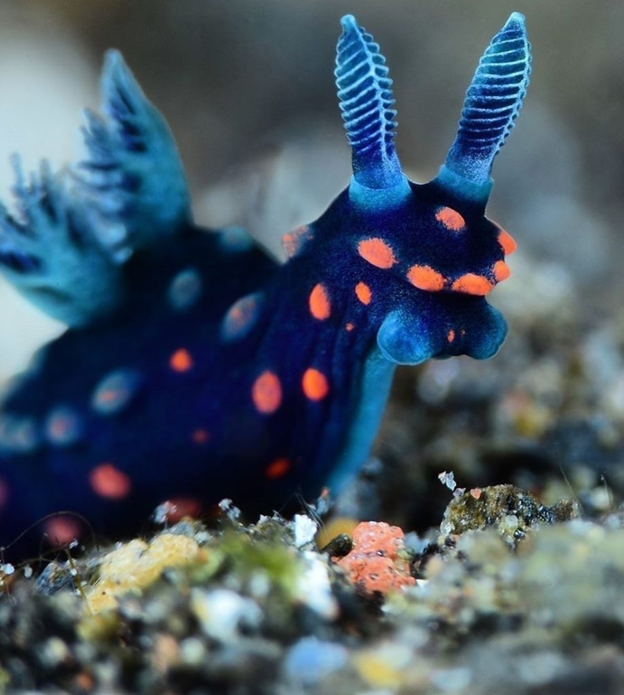 Check Out This Fascinating Sea Slug!