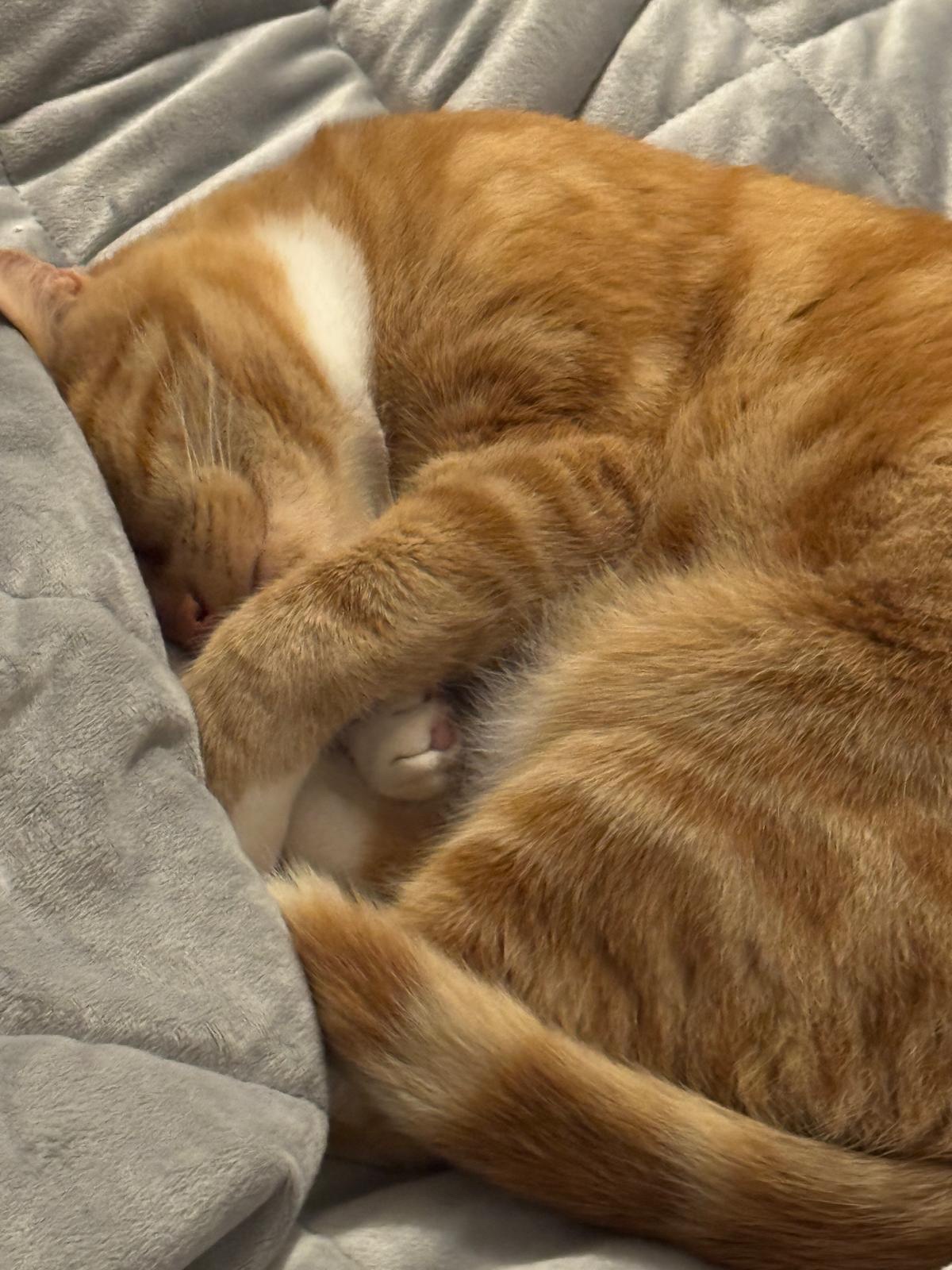 Biscuit's Daily Dose of Cuteness