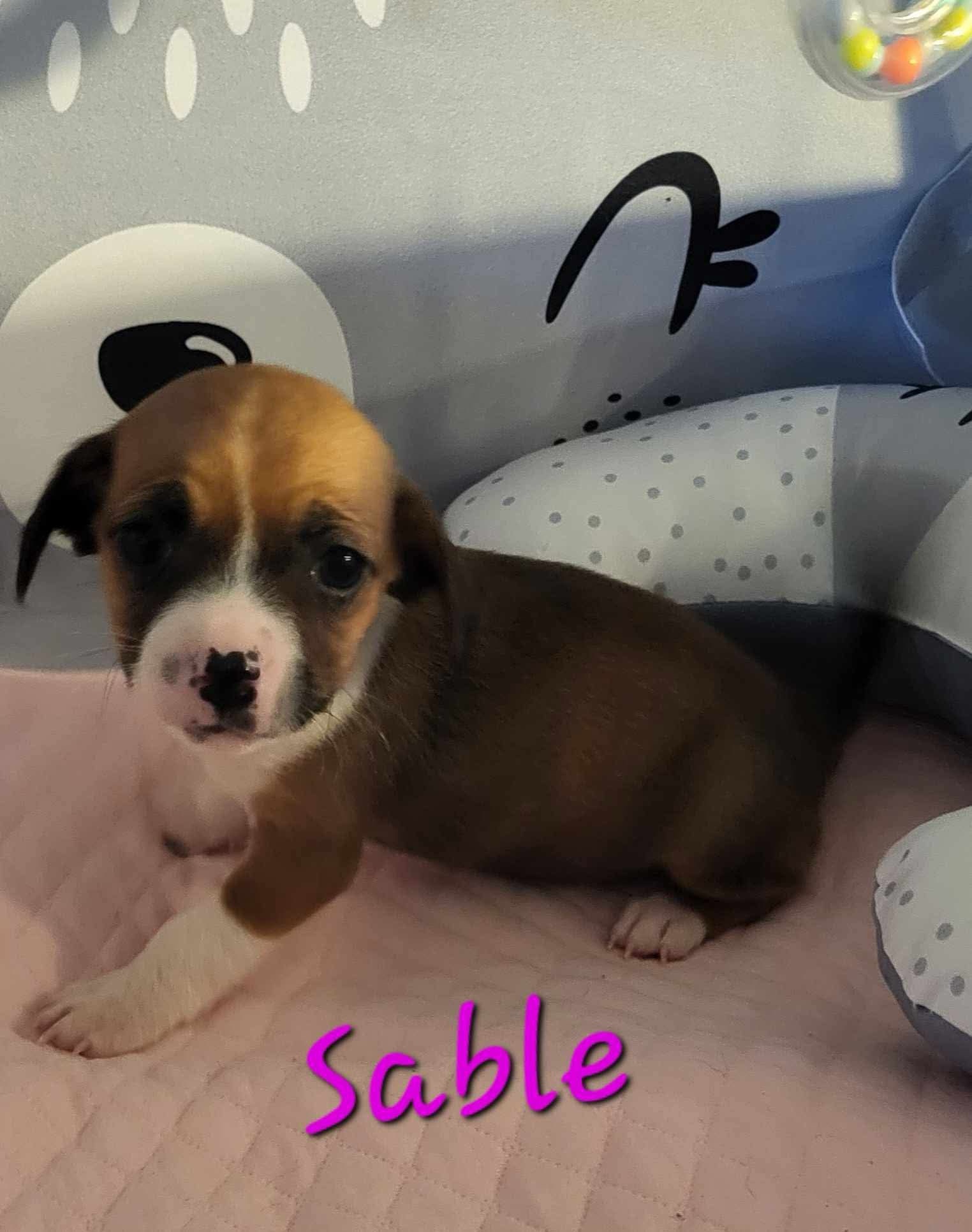 Meet Sable, the charming little one!