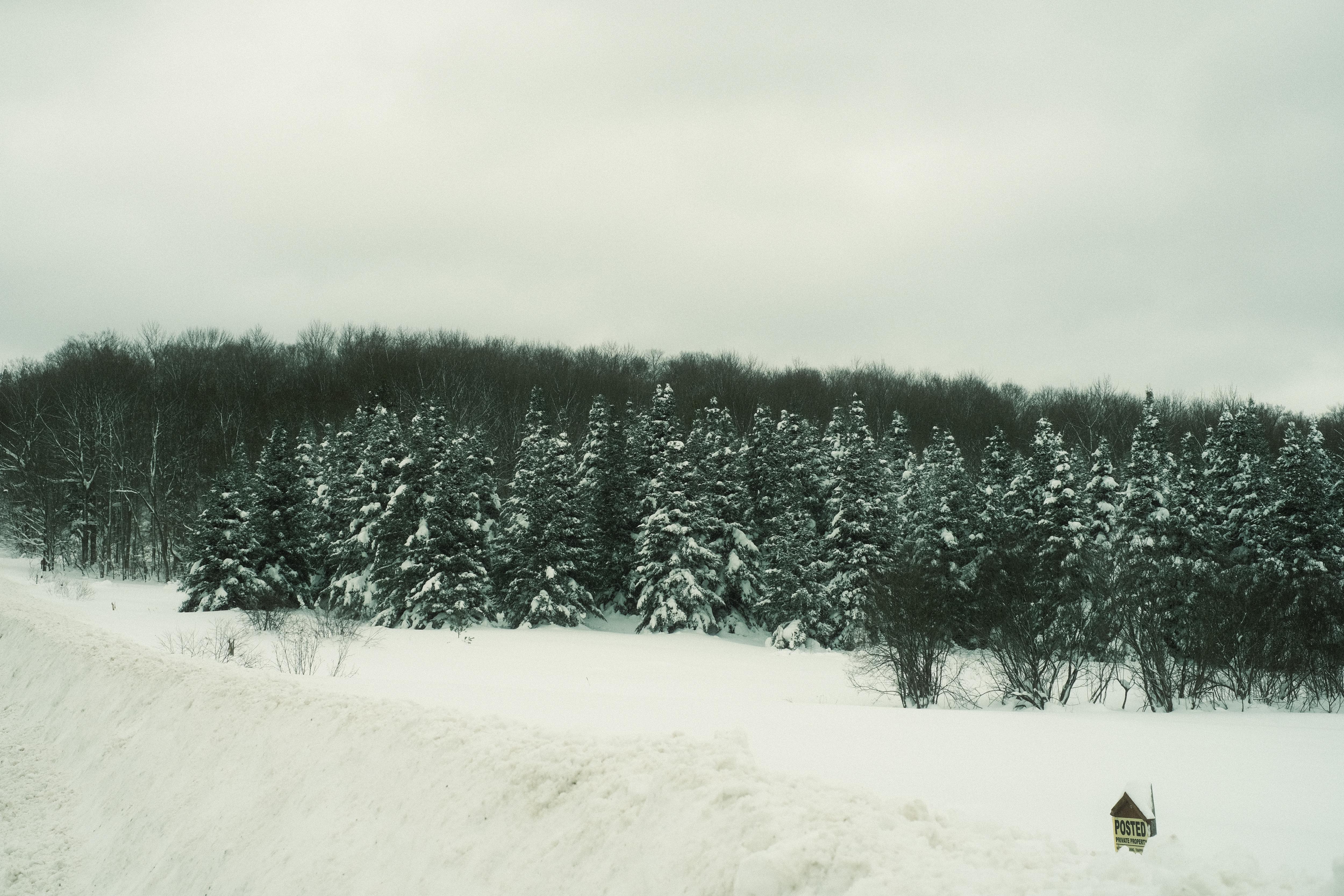 Serene Snow-Covered Trees Along the Road