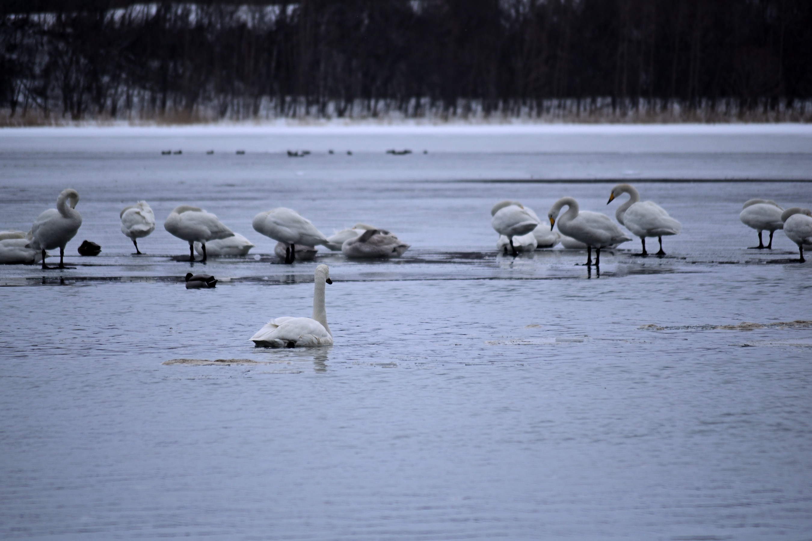 Elegant swans gliding through the water