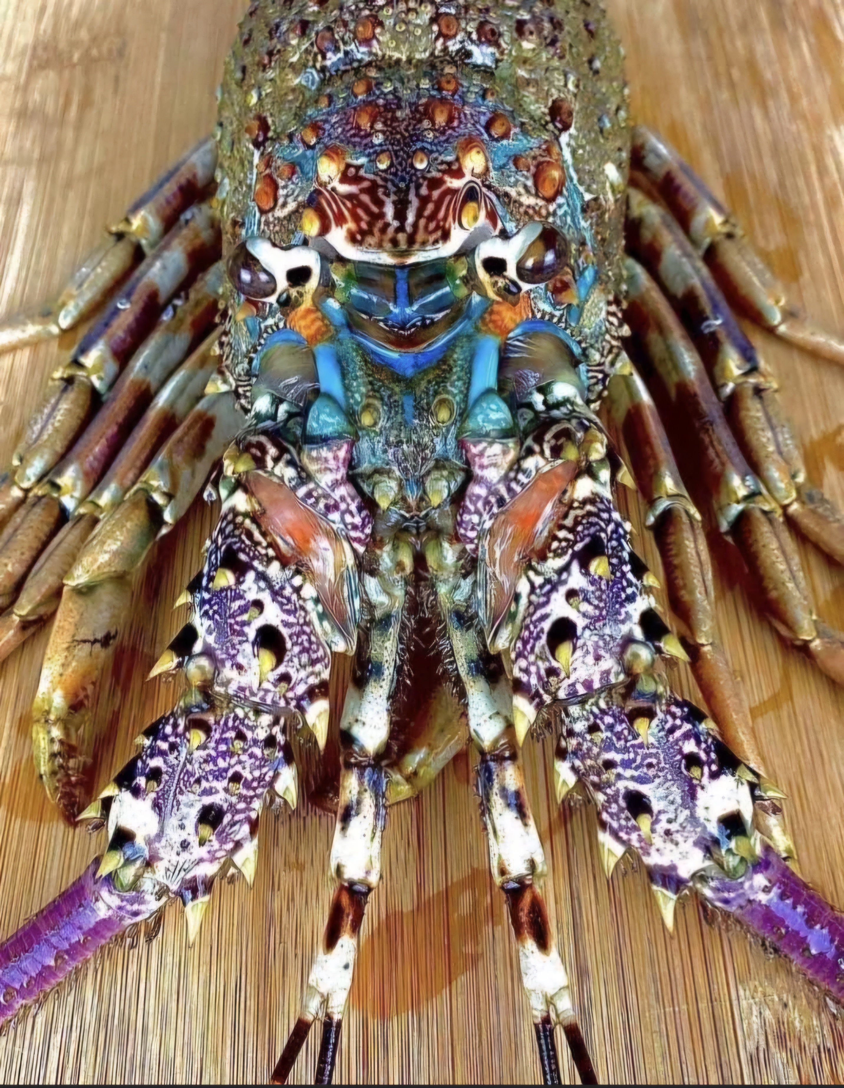 The Vibrant Chromatic Lobster