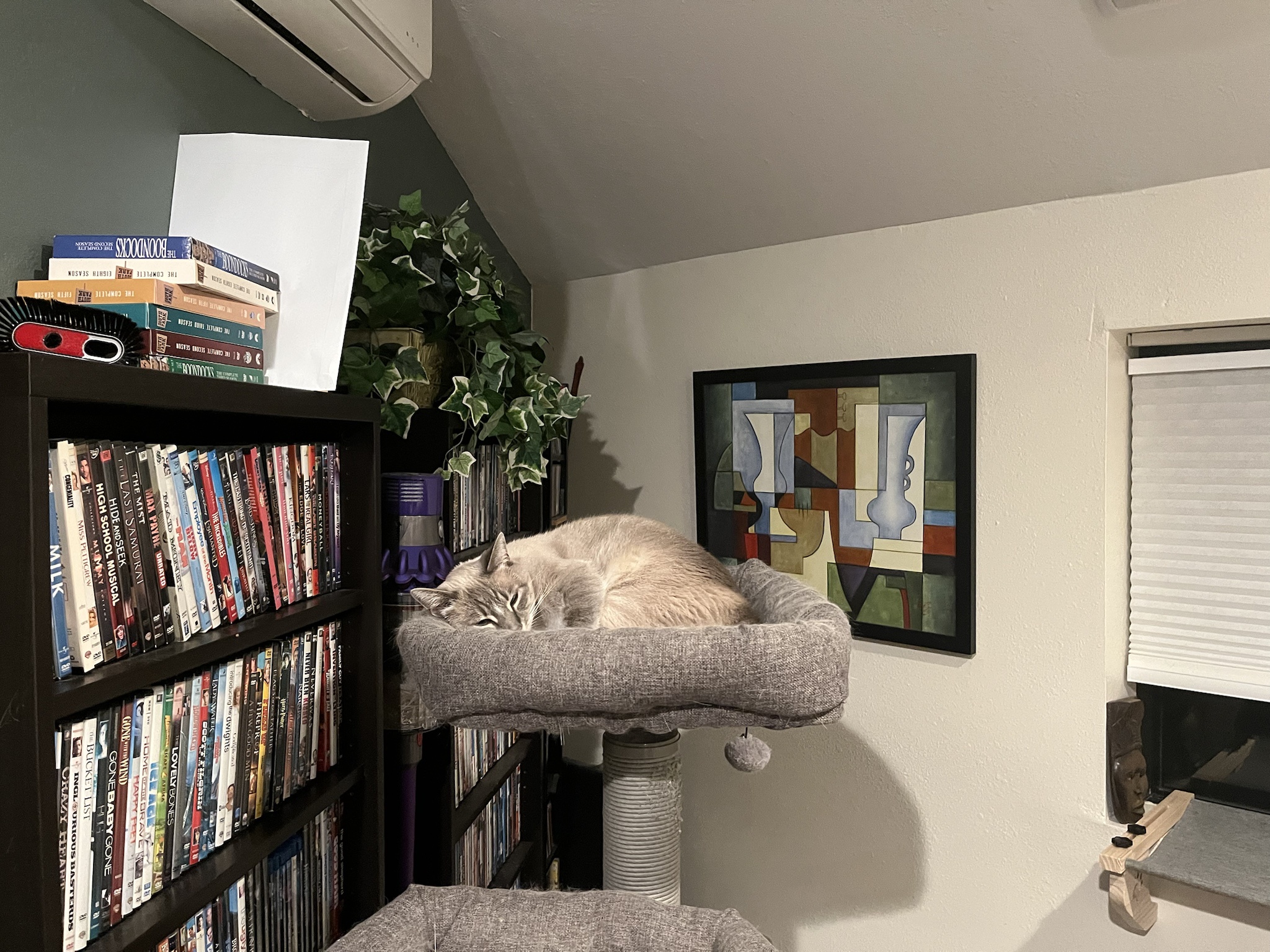 Daily dose of my adorable cat Ivy: Day 302