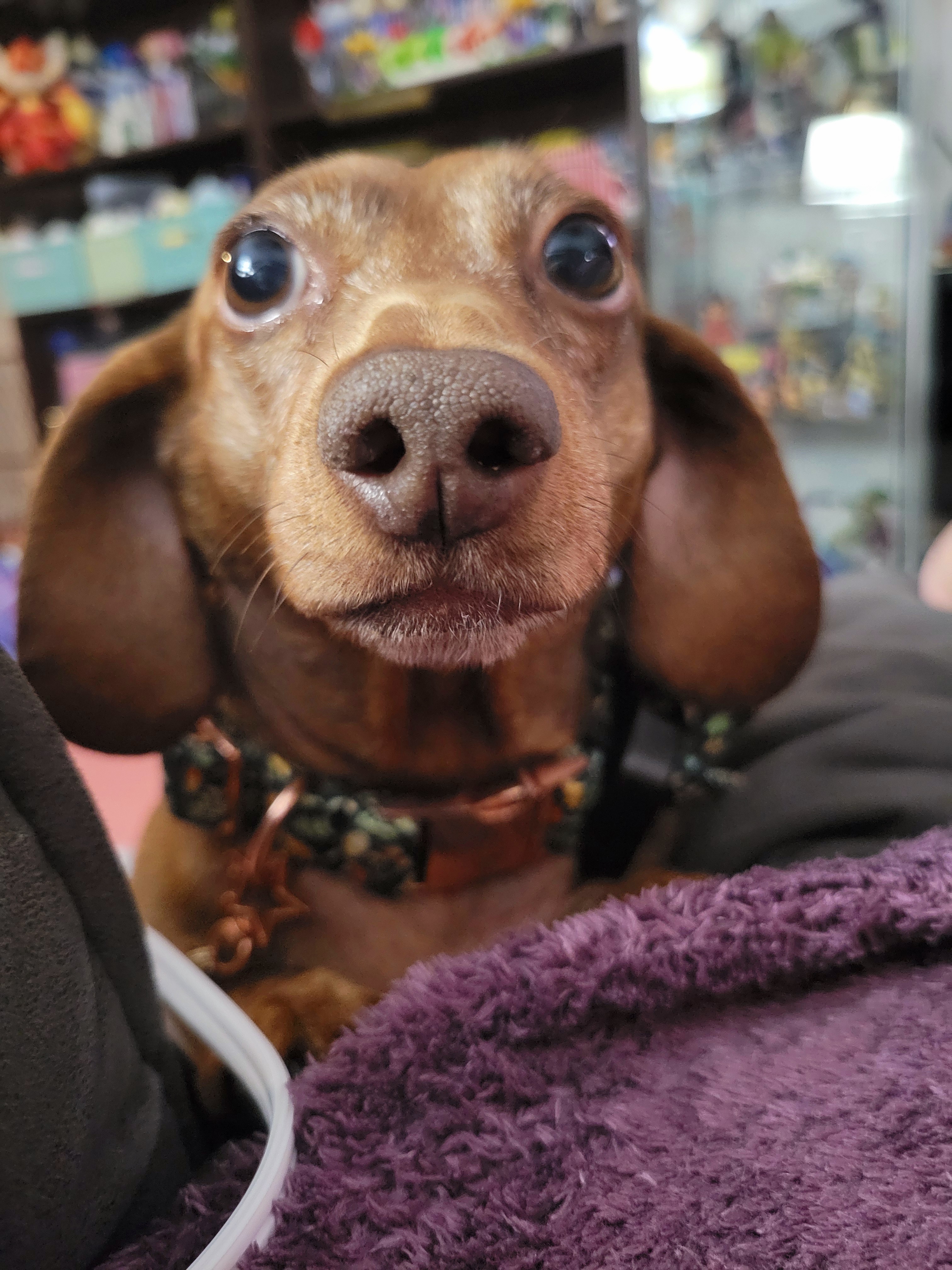 Meet my adorable pup, Tiger Lilly #702!