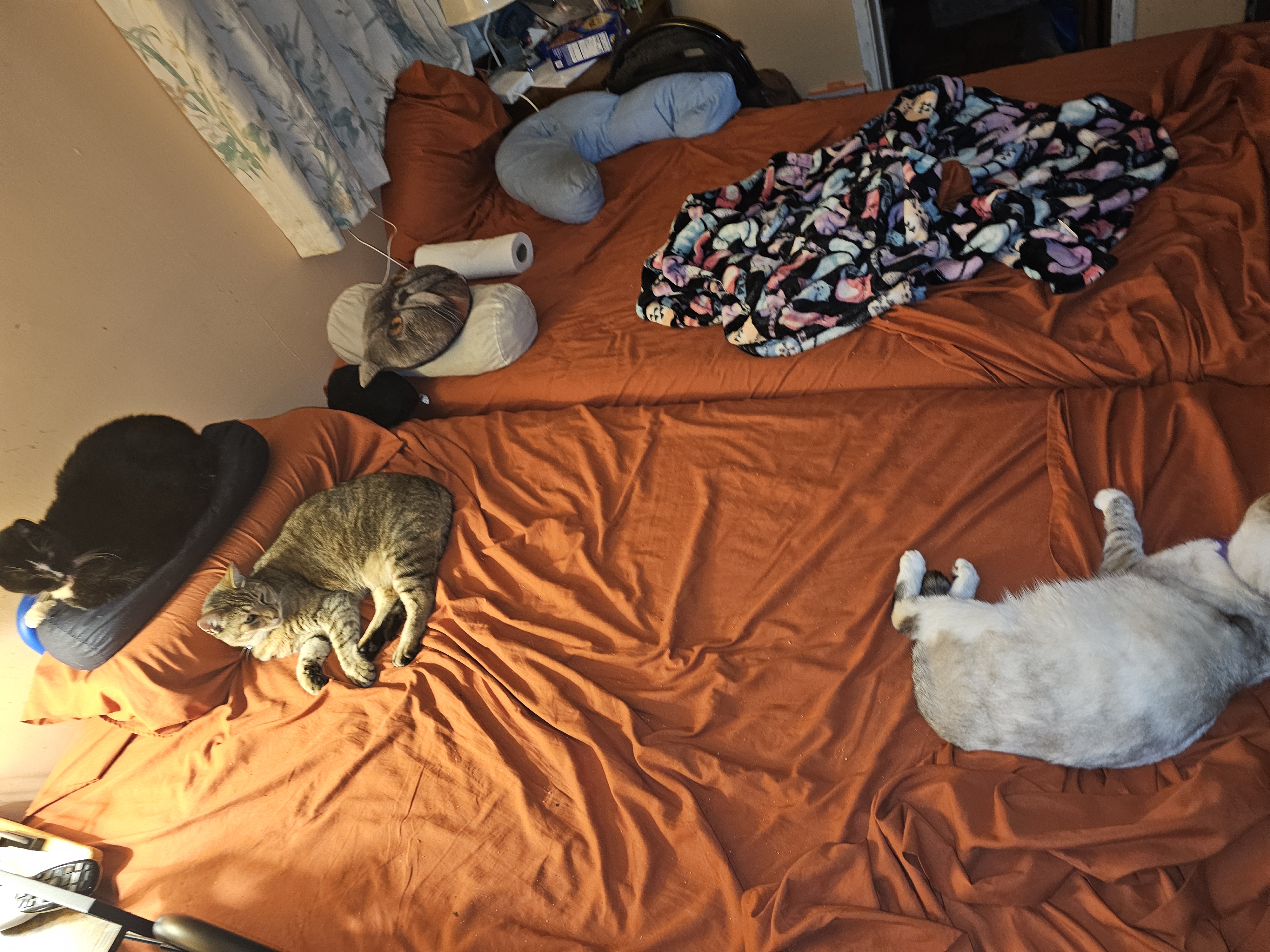 A Trio of Cats: The Purrfect Company