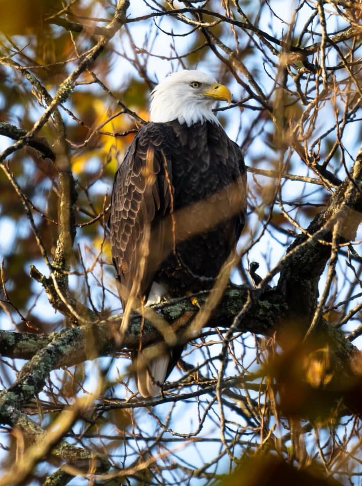 The Majestic Eagle Soaring High