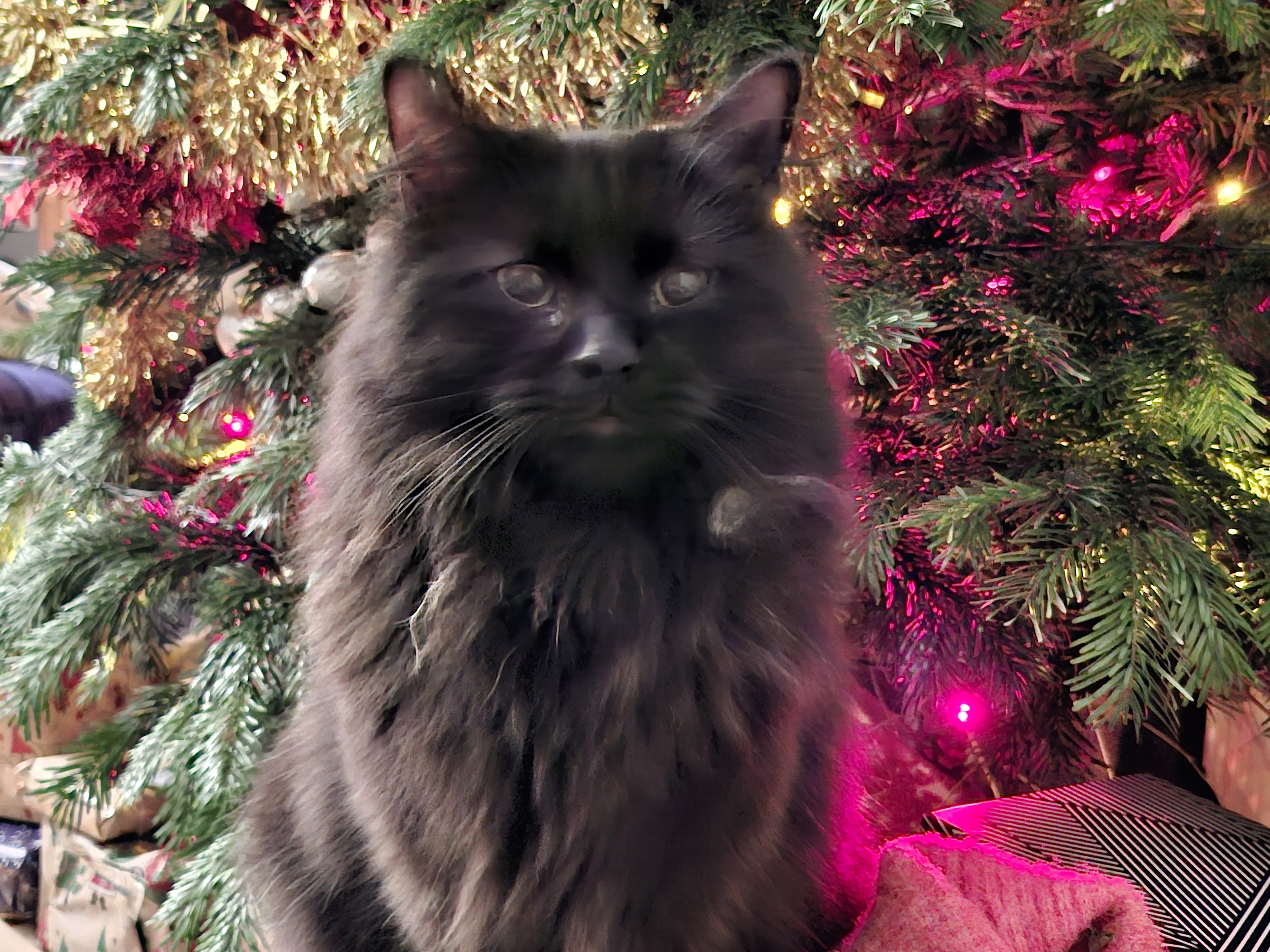 A Slightly Blurry Christmas Wonderland