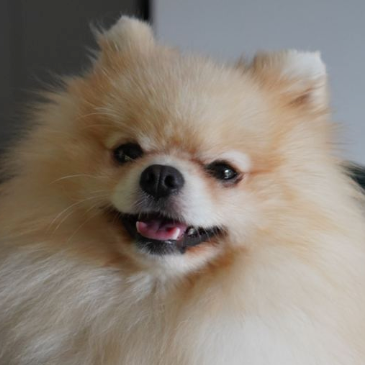 Meet Oskar: The Star of the Show
