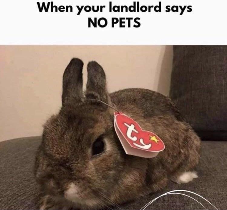 Yes, Landlord! TY is Making Progress on More Lifelike Products
