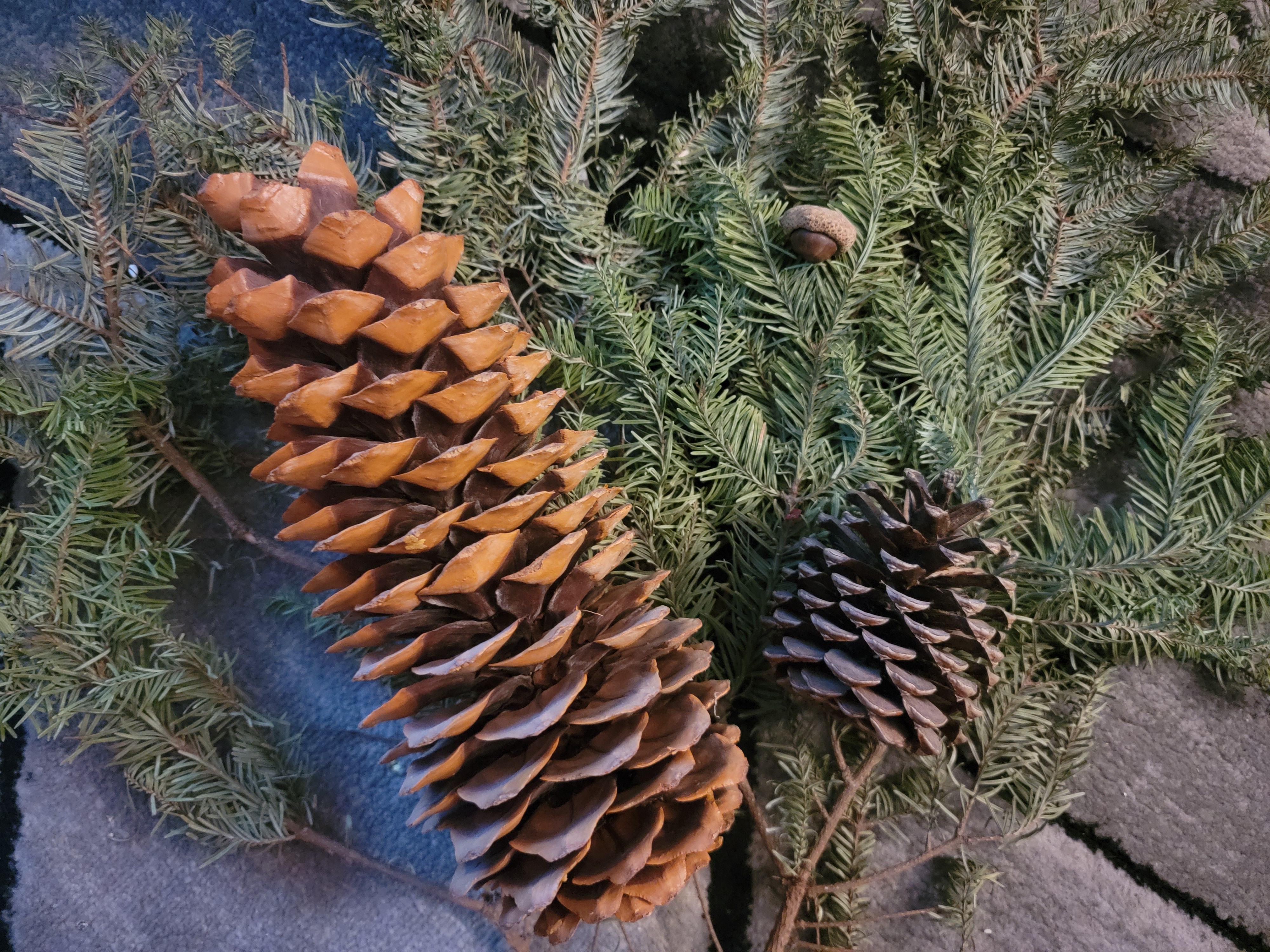 Pinecones reign supreme over acorns!