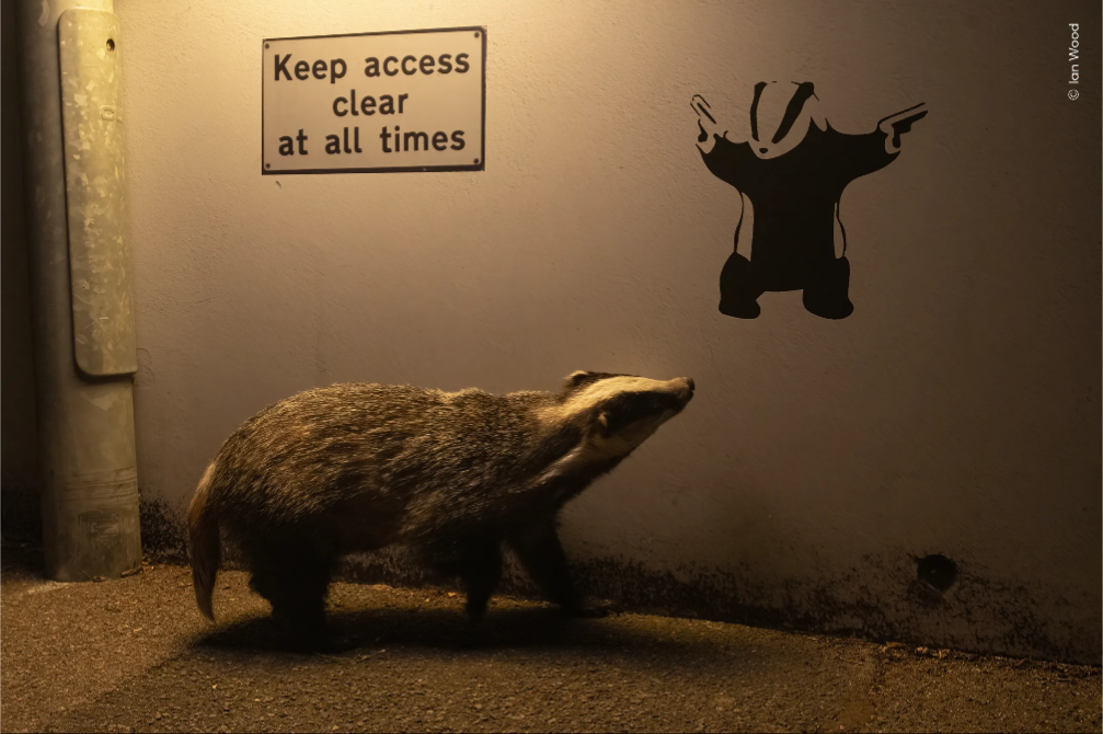 The Art of Banksy: Meet the Badger