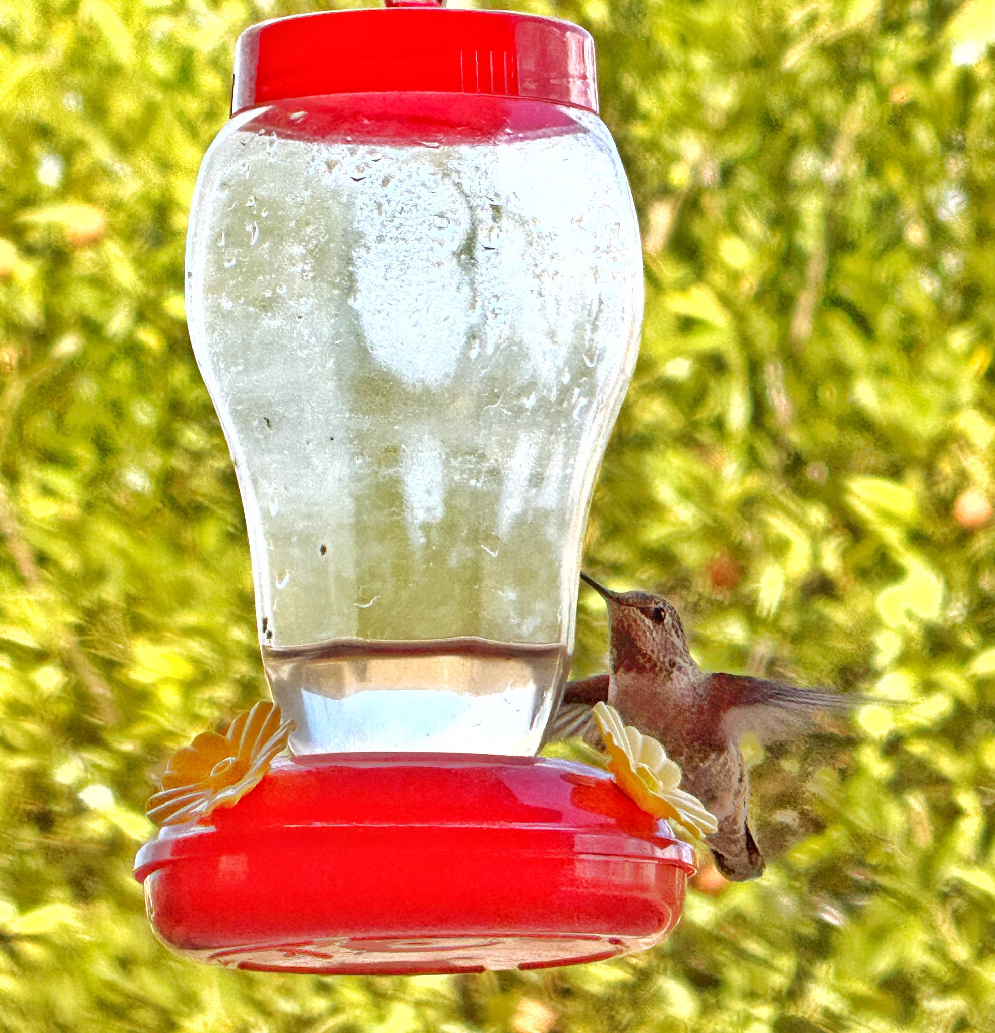 My Backyard Birdfeeder: A Hummingbird Hotspot