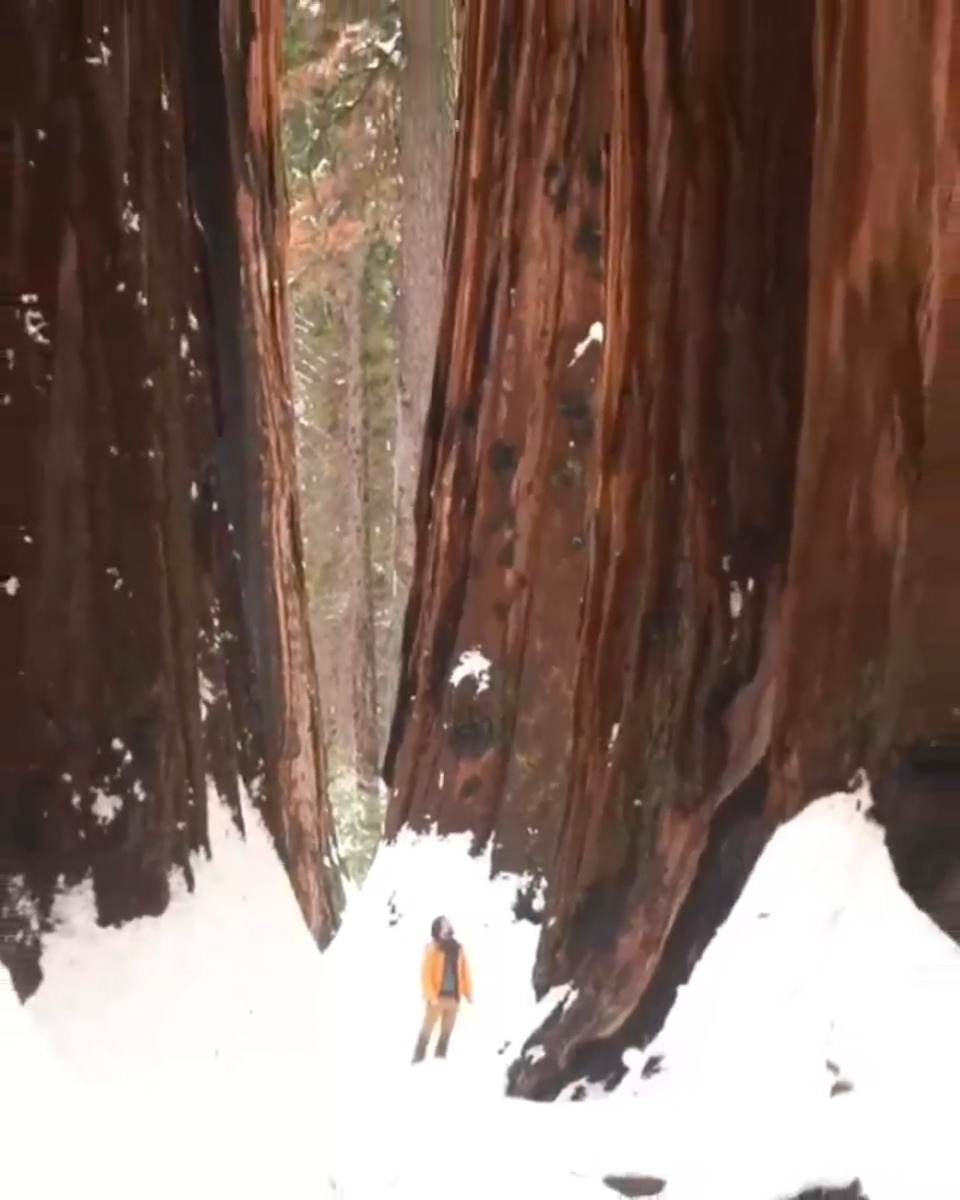 Majestic Redwoods in All Their Glory