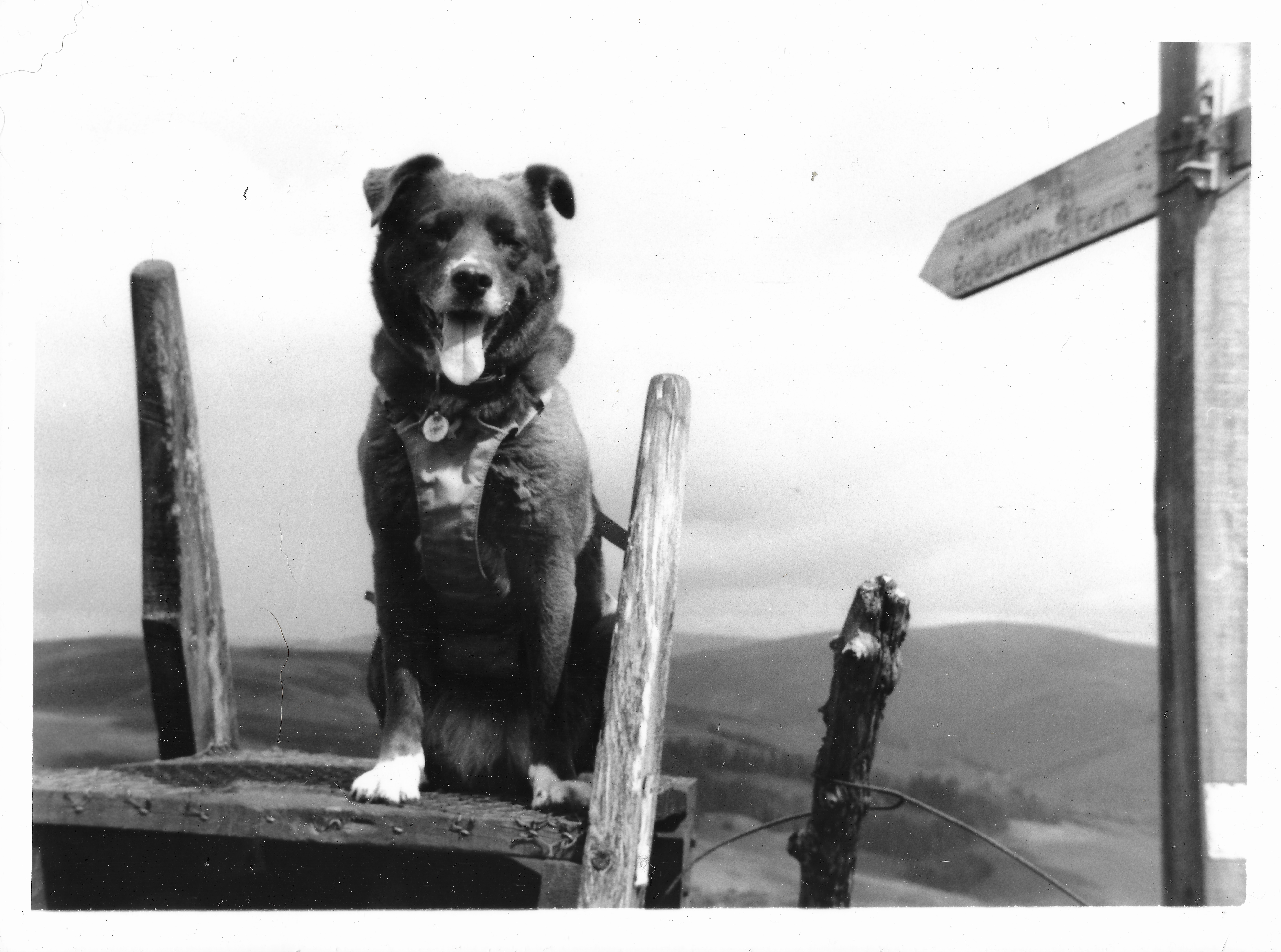 Meet My Most Enthusiastic Model: Kodak Renittette IIb