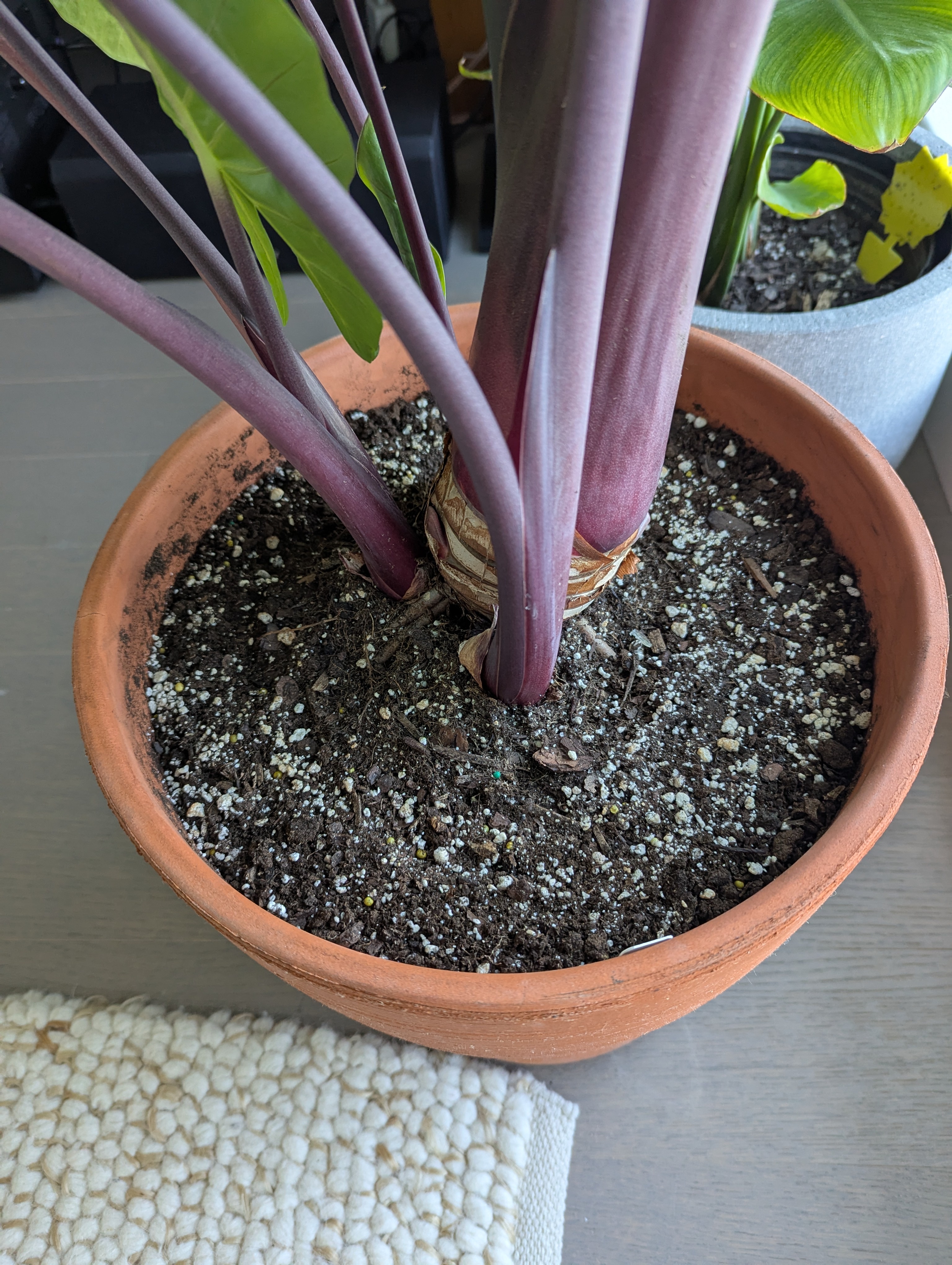 Check out these big elephant ears, leaning to one side!