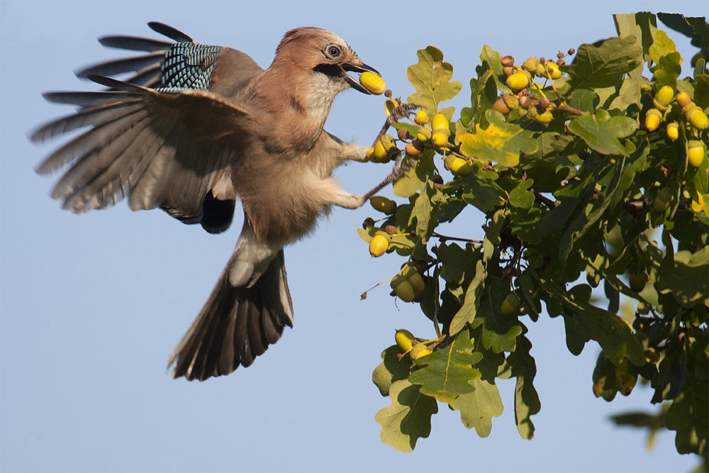 Spotlight on the Stunning Eurasian Jay