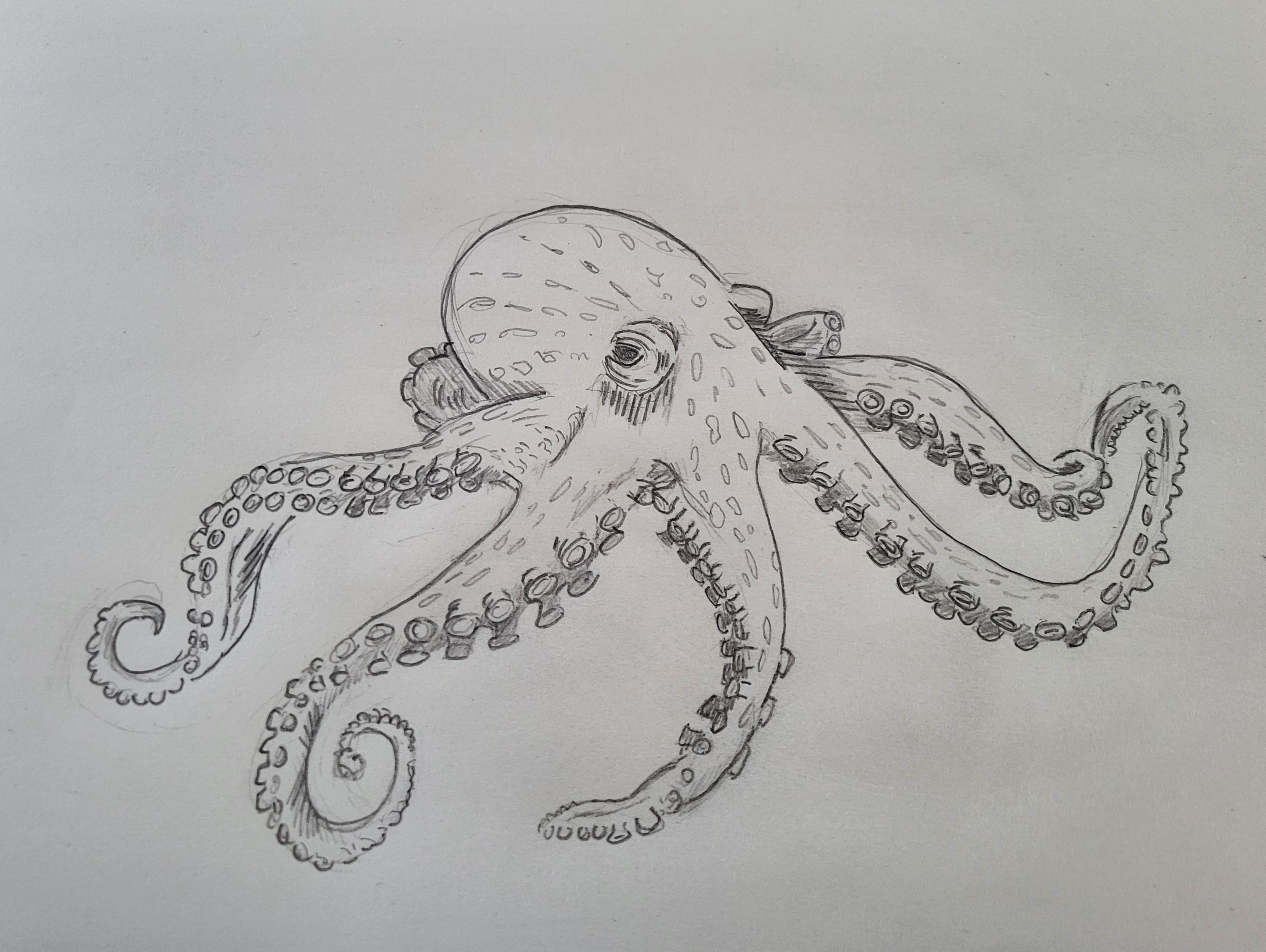 An octopus sketch created for the Artcrawl event.