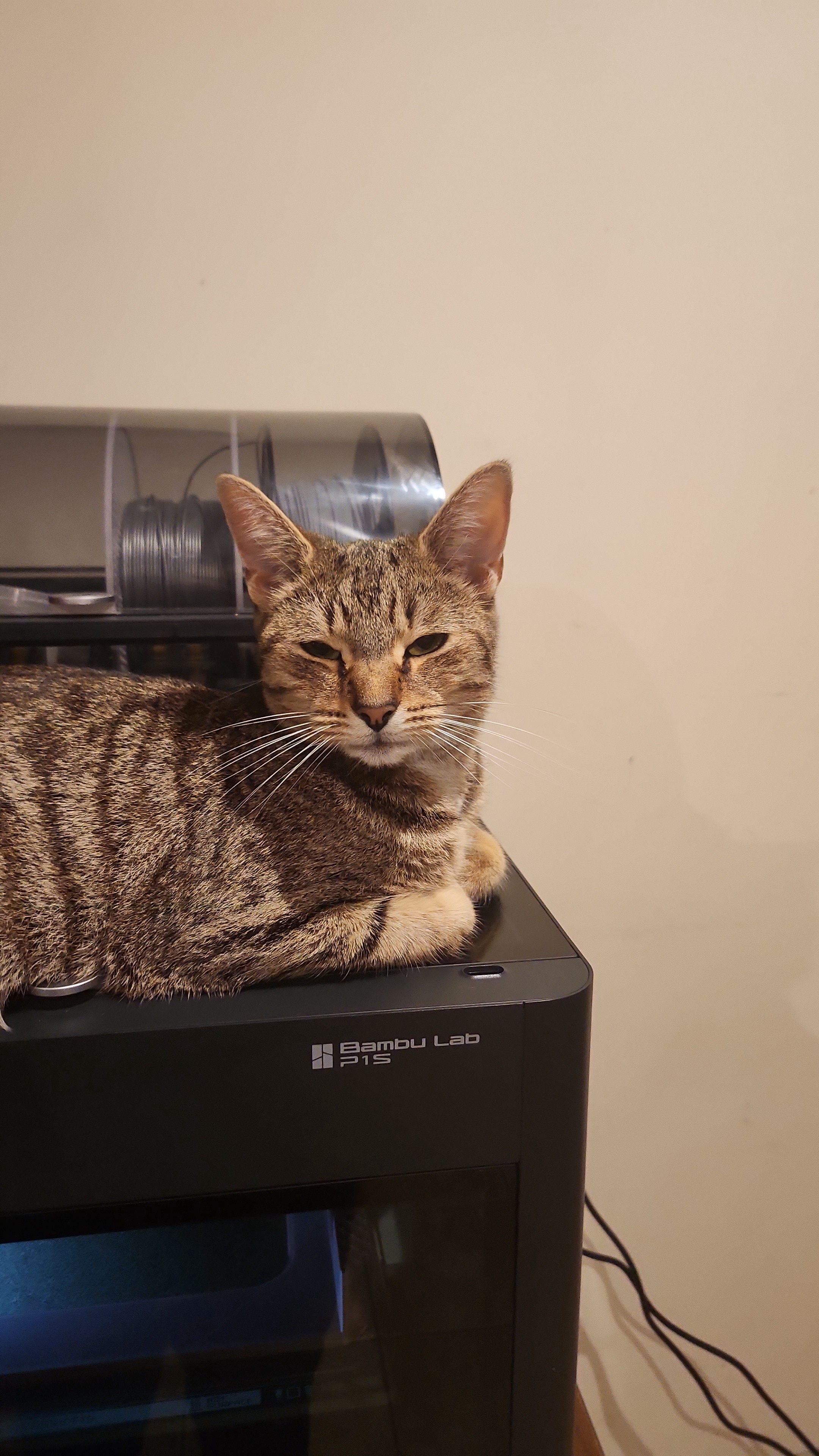 Mooncake Wishes You a Happy Caturday!