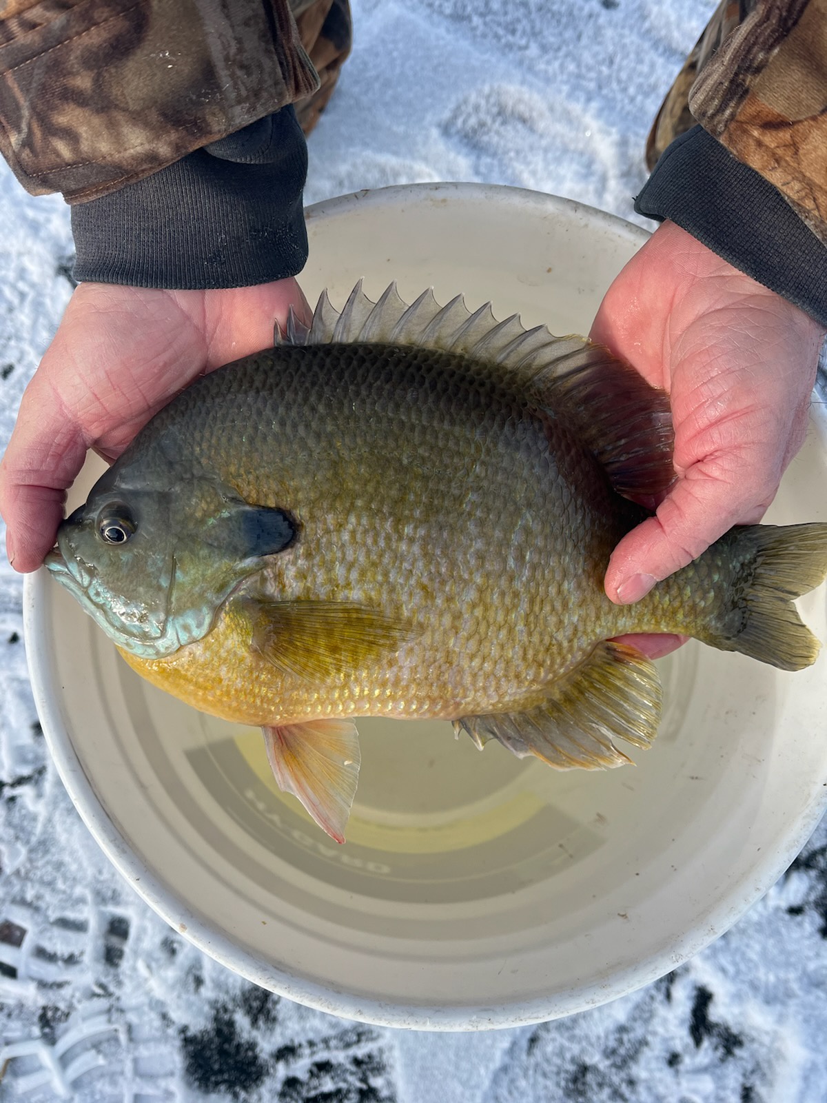 Catch of the Day: 1-21-25 HBG Todd's Pond - 11", 1.9#