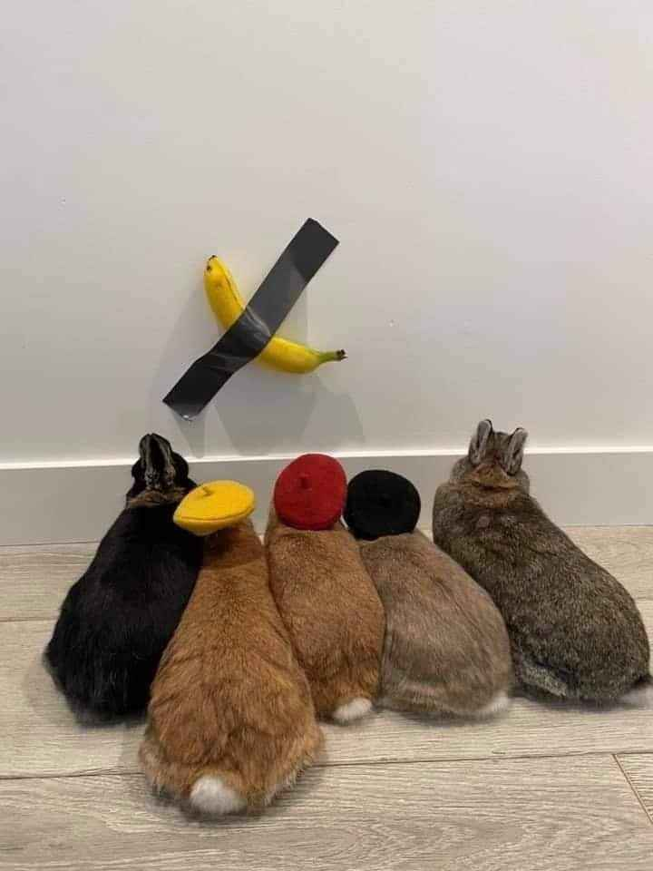 Me teaching fellow bunnies the ultimate scale demonstration technique.