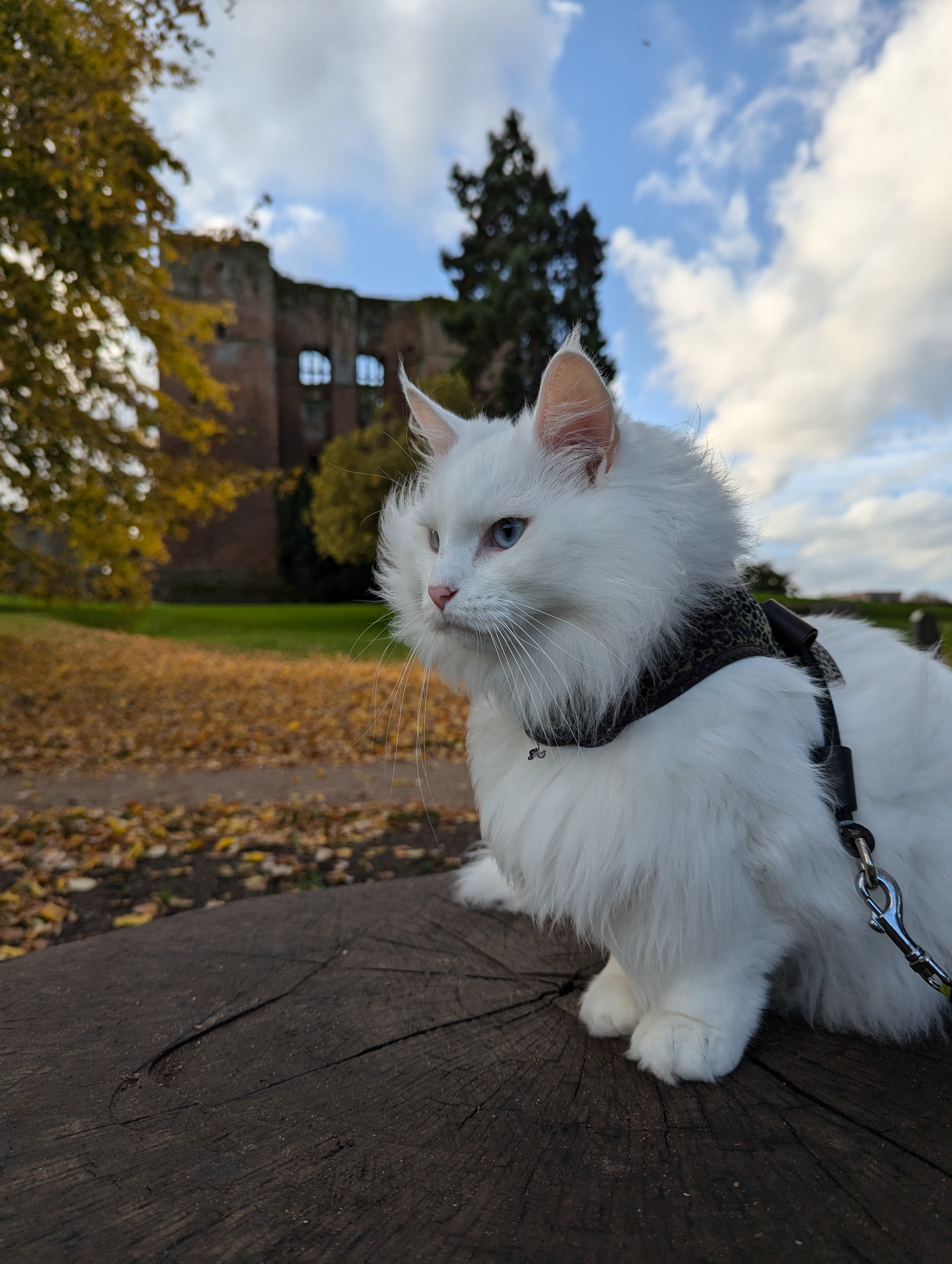 Exploring the Historic Wonders of Kenilworth Castle