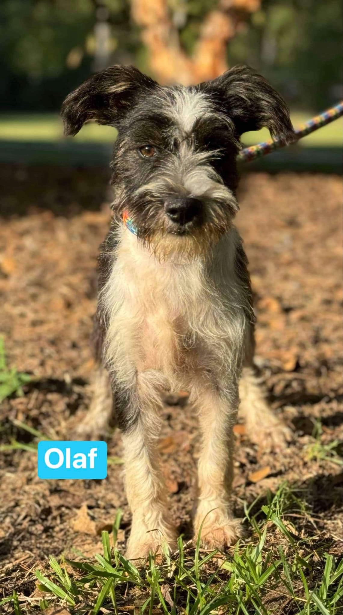Here comes Olaf, the lovable snowman!