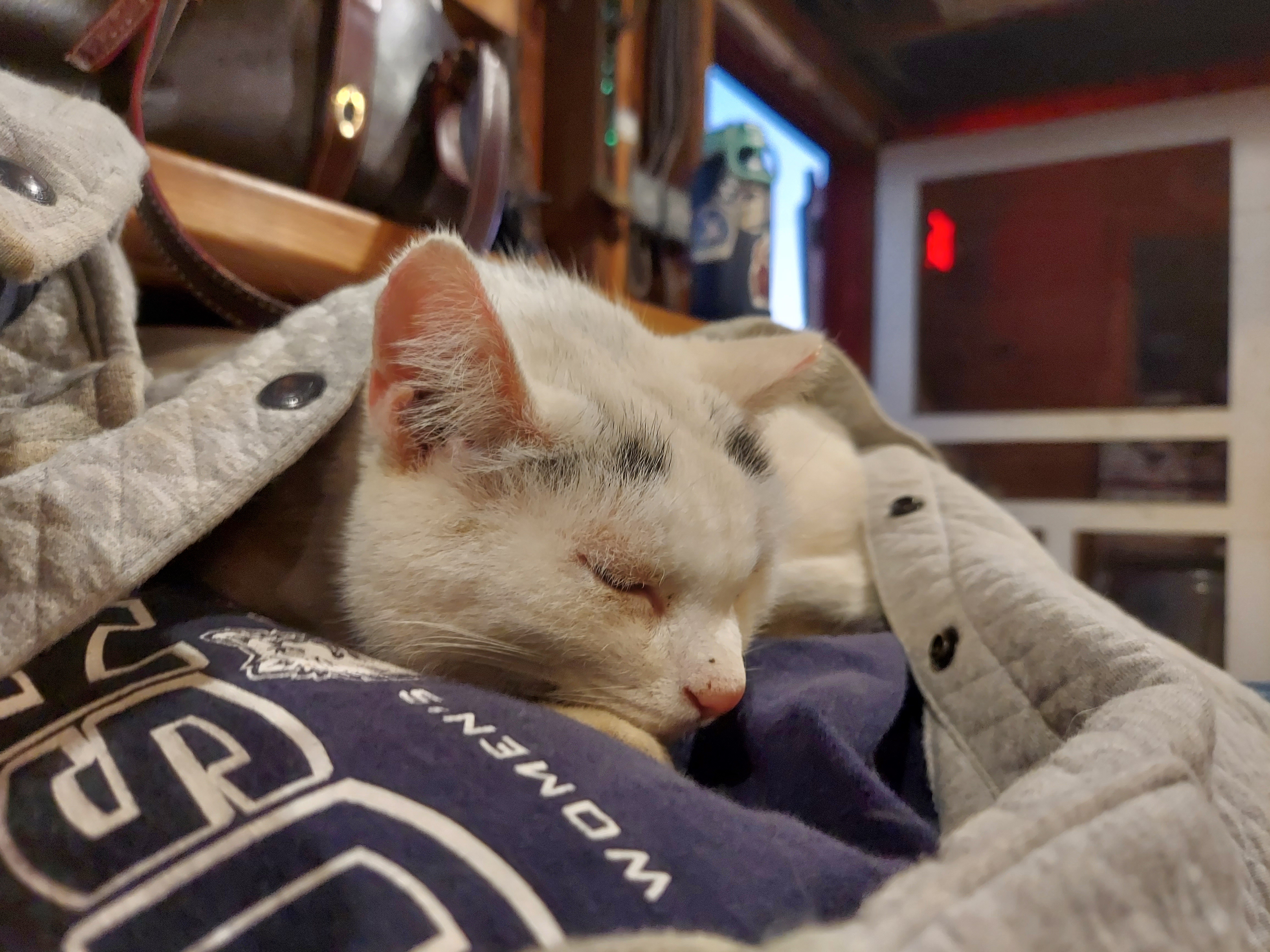 Celebrating imgur's 16th with cozy barn cat snuggles!