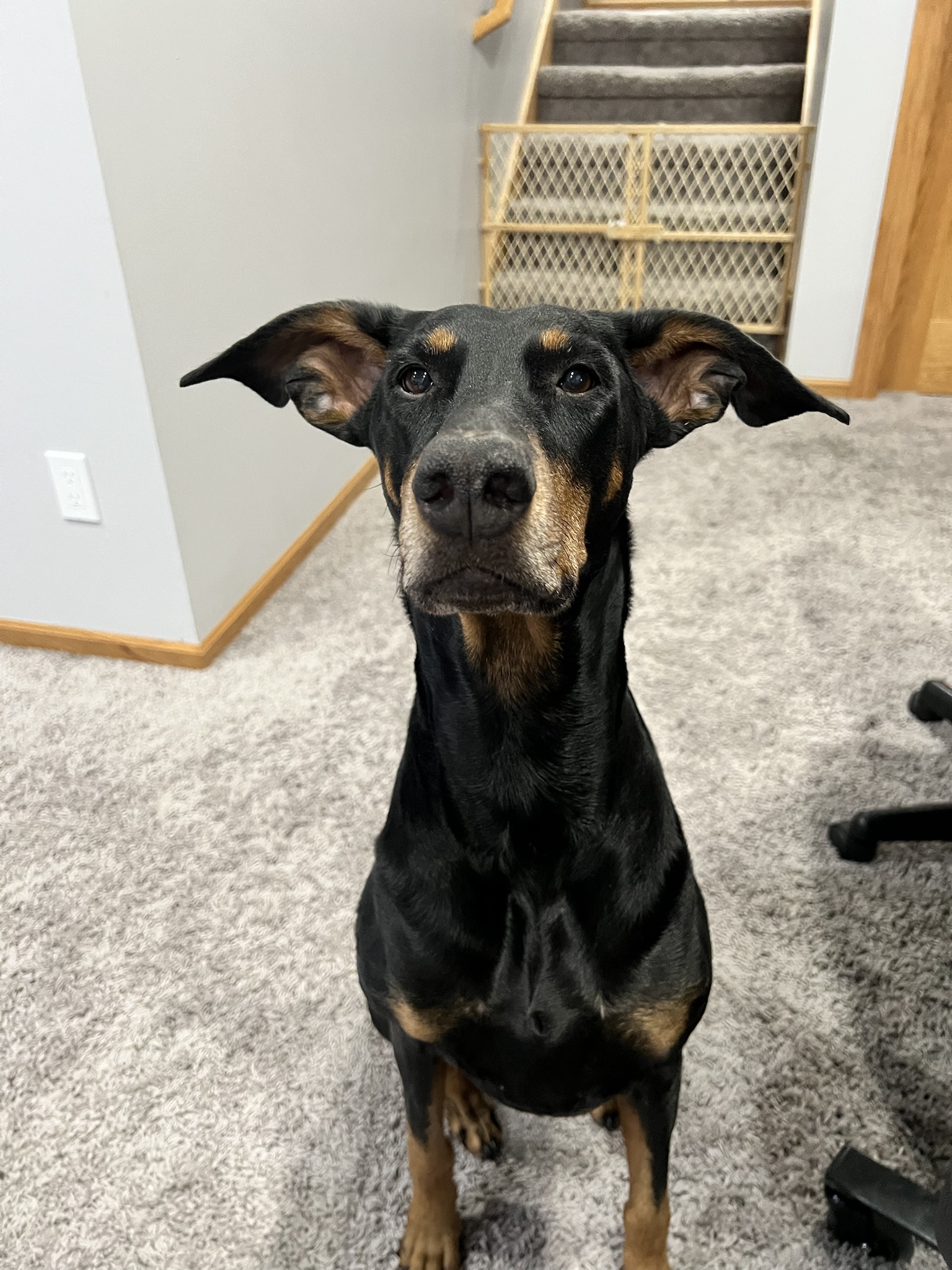 Meet Pixel the House DoberElf!