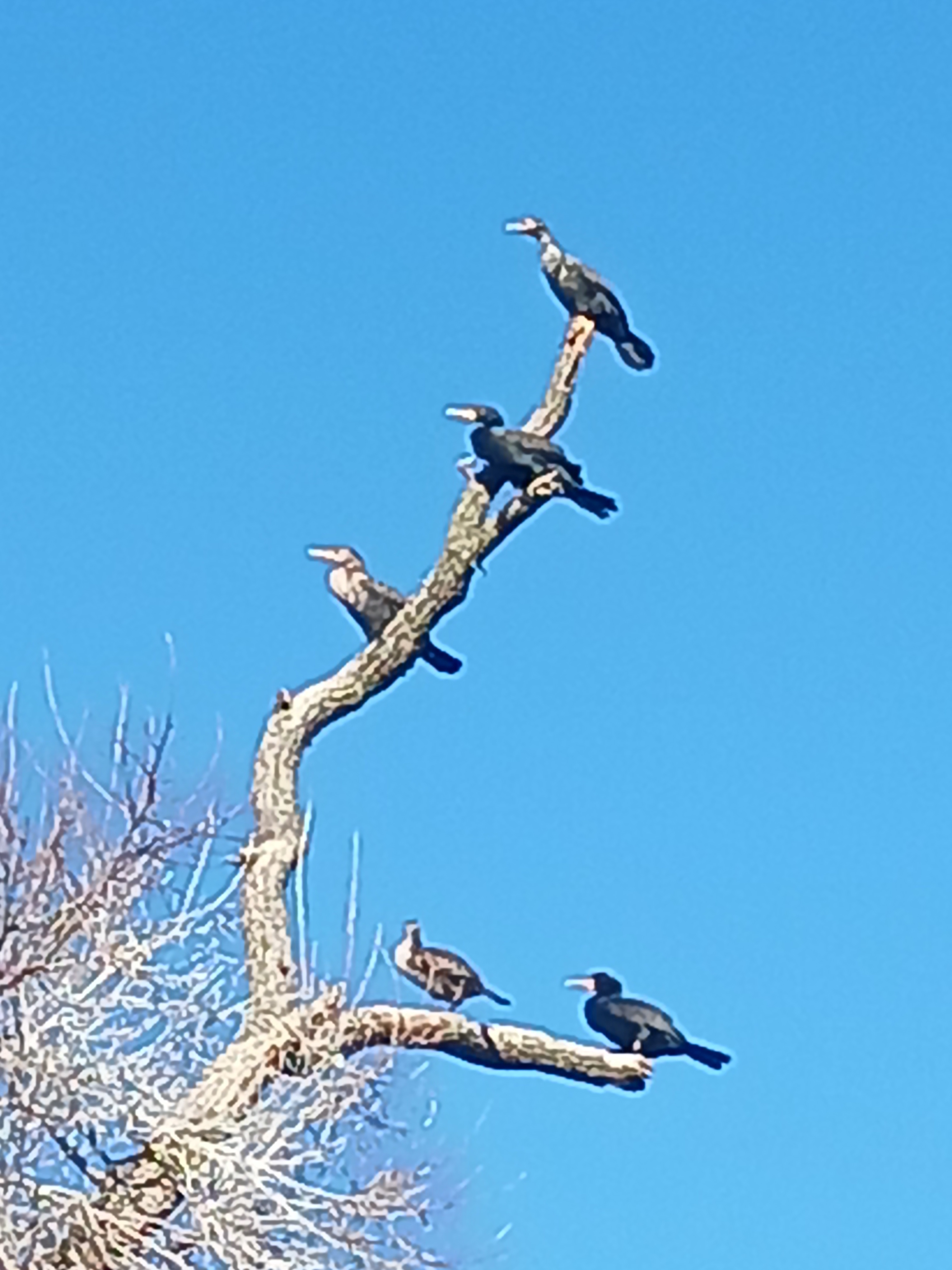 Scenic Views of Laguna Creek Trail in Elk Grove, California