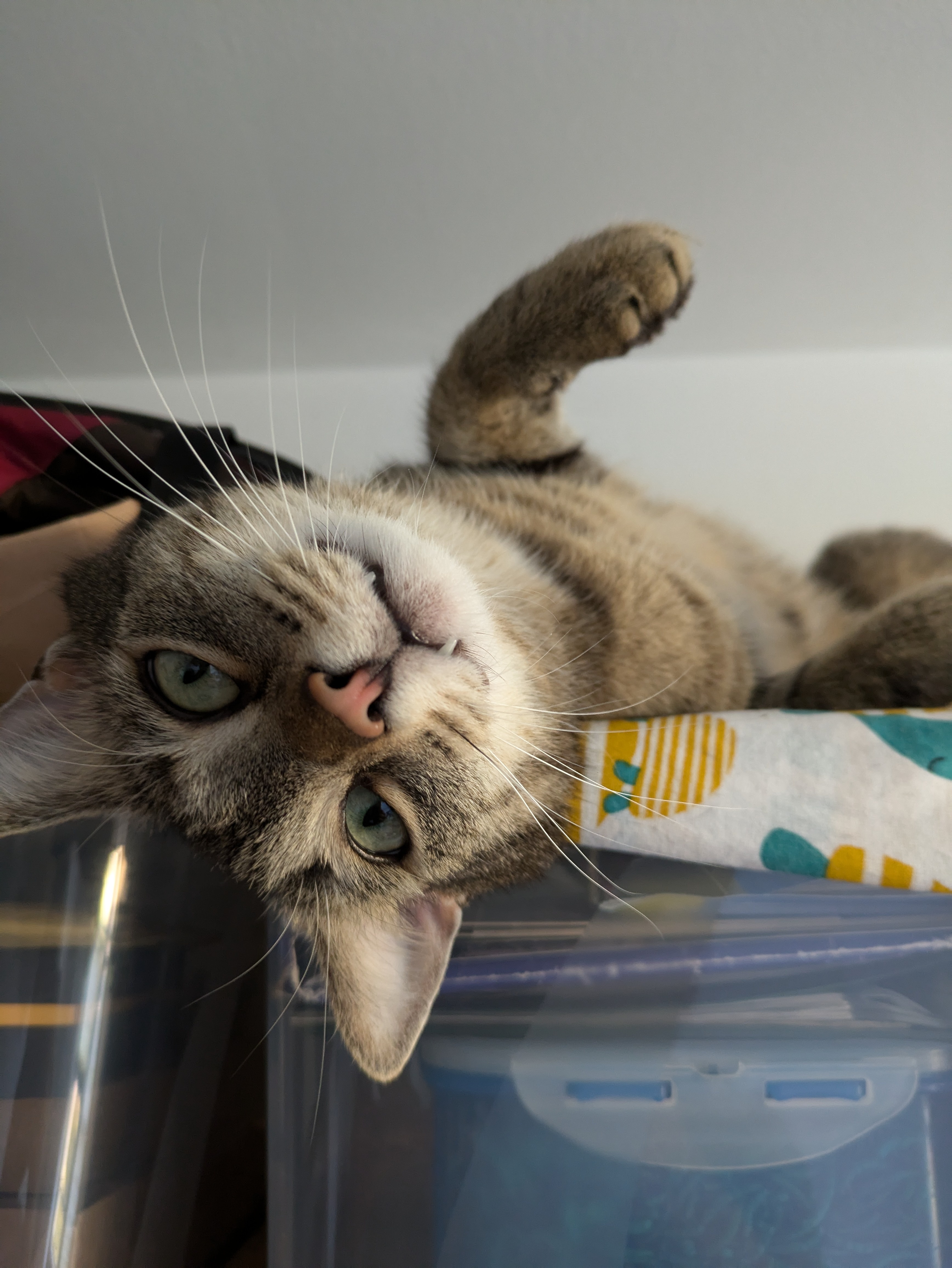 Meet Filou: My Adorably Derpy Best Friend