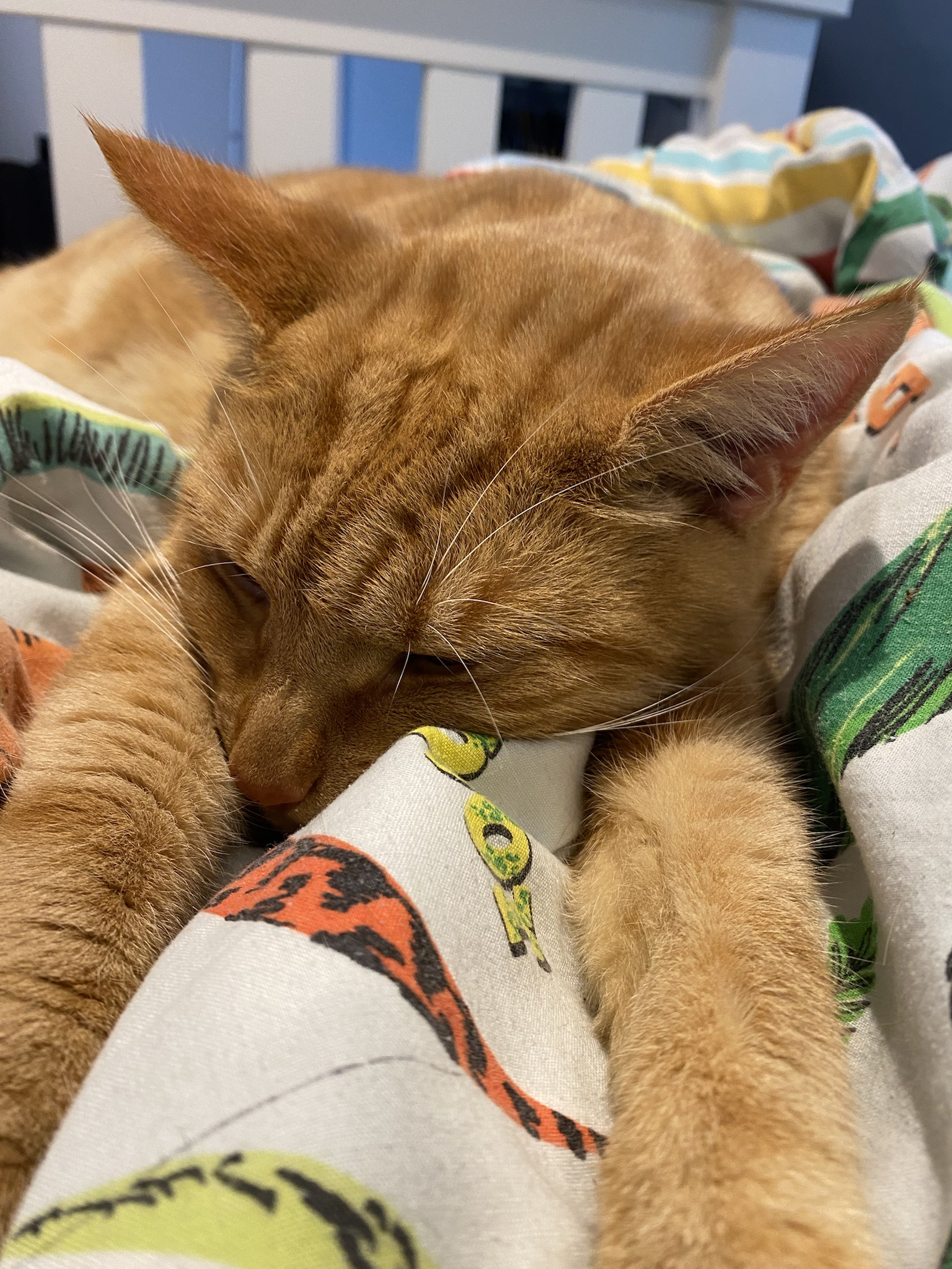 Biscuit's Daily Snapshot