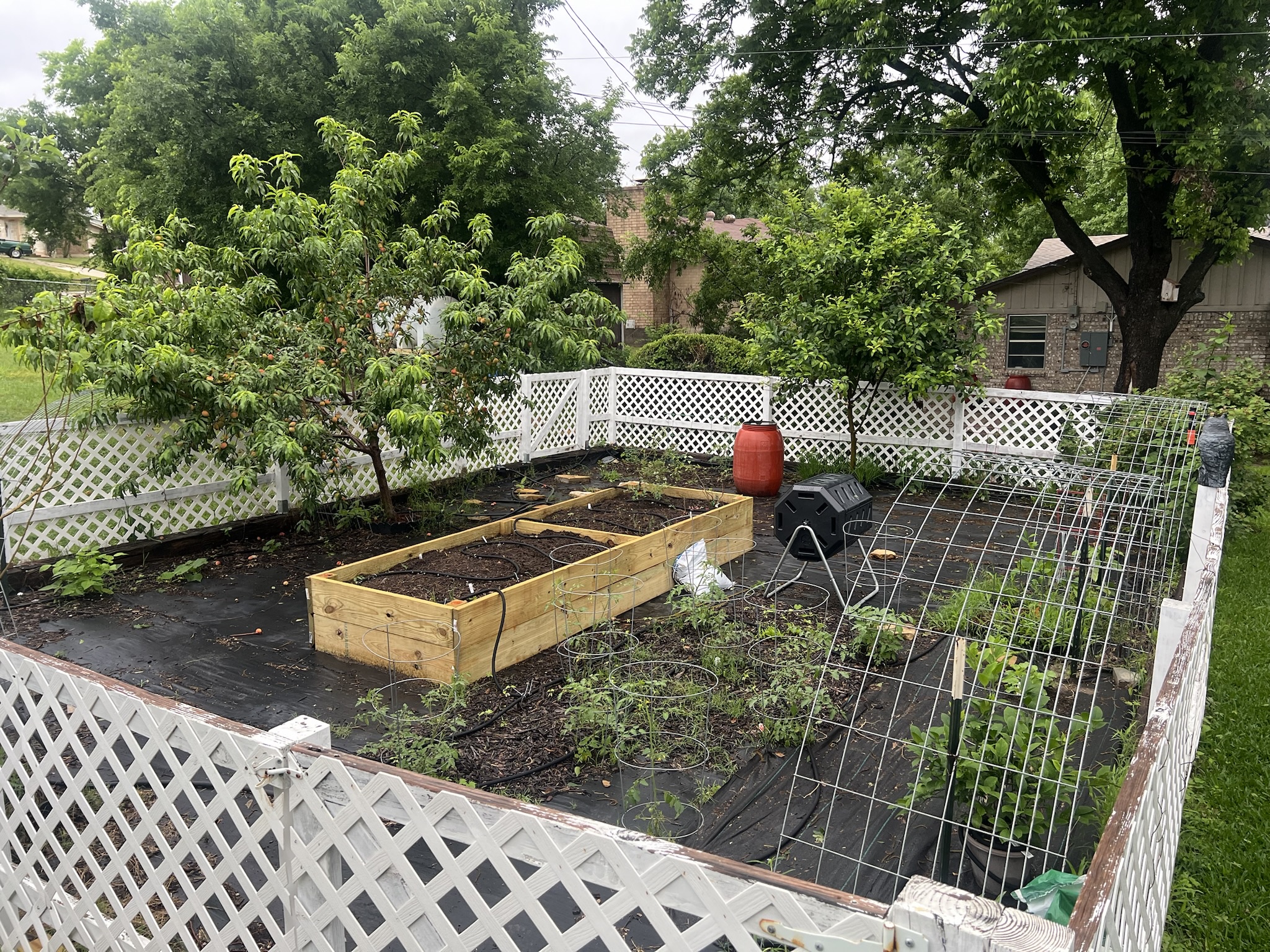 Last Year's Raised Garden Bed Thriving with Fresh Veggies - Can't Wait for This Year's Harvest!