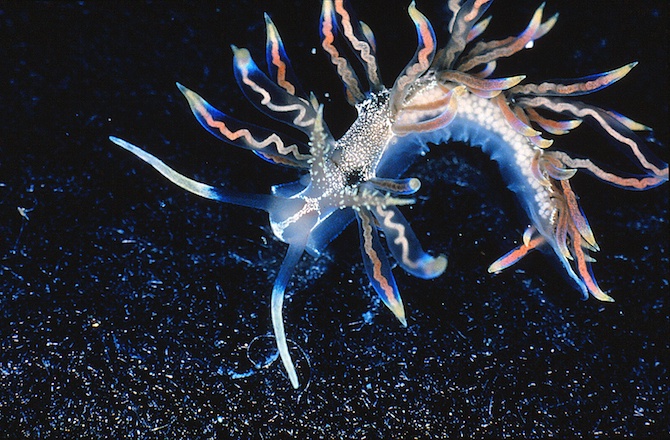 Forget the election, let's celebrate sea slugs instead!