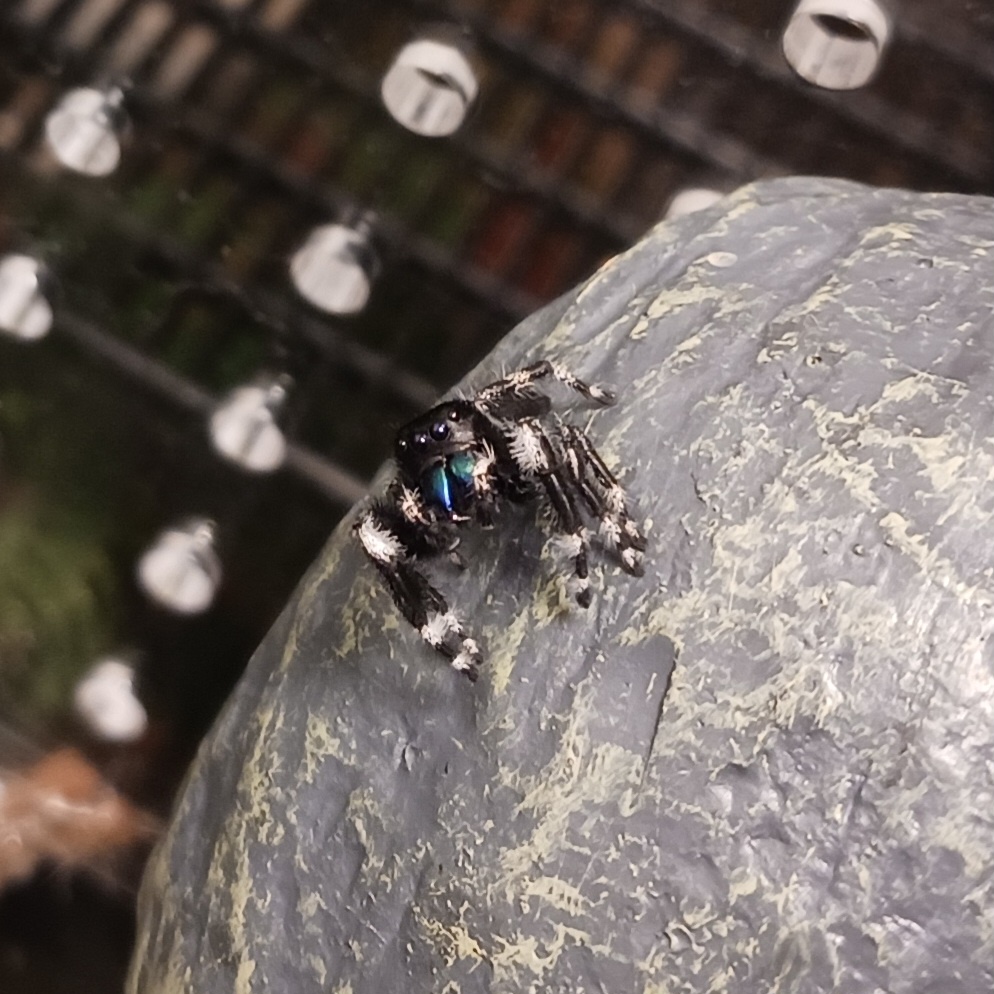Meet the Daring Bold Jumping Spider!