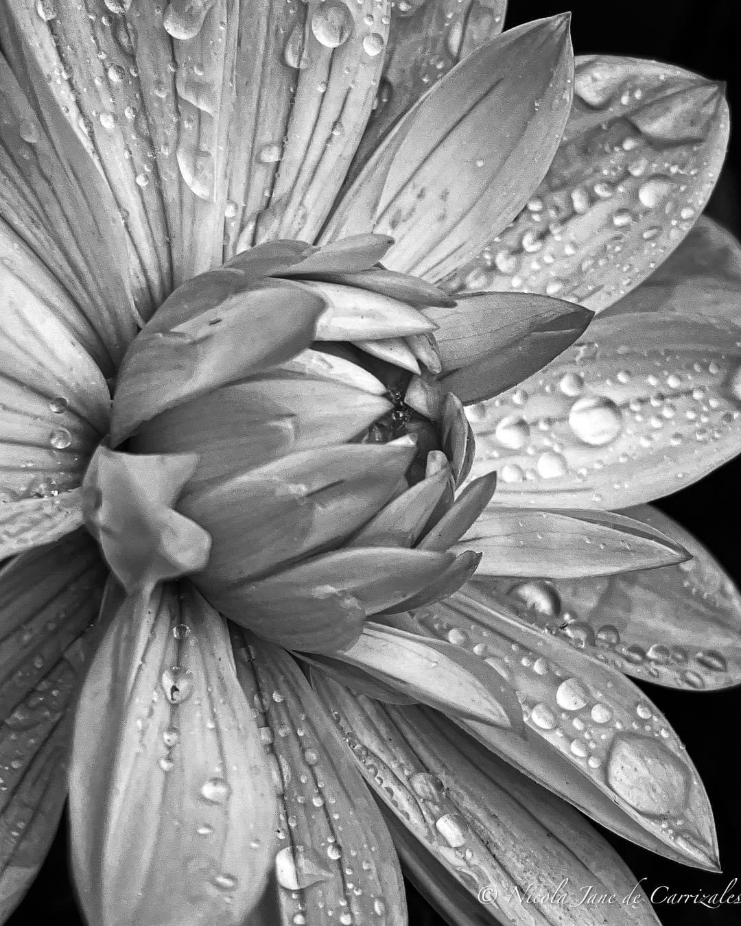 Captivating Water Droplets: Nature's Tiny Wonders