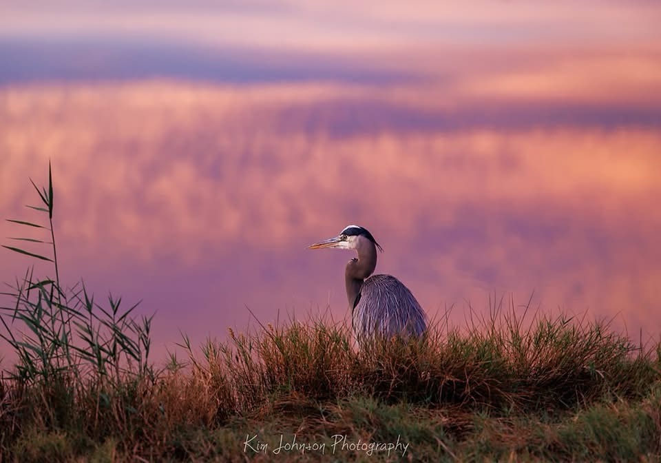 Majestic Heron: Nature's Elegant Fisher