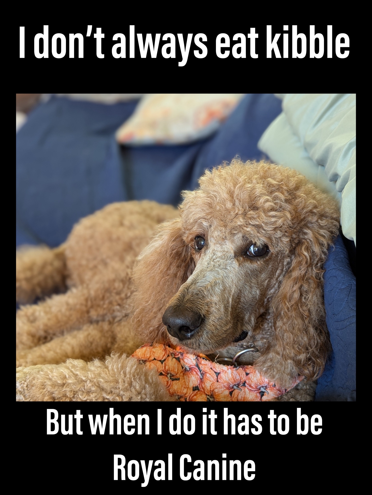 Meet the World's Most Fascinating Dog