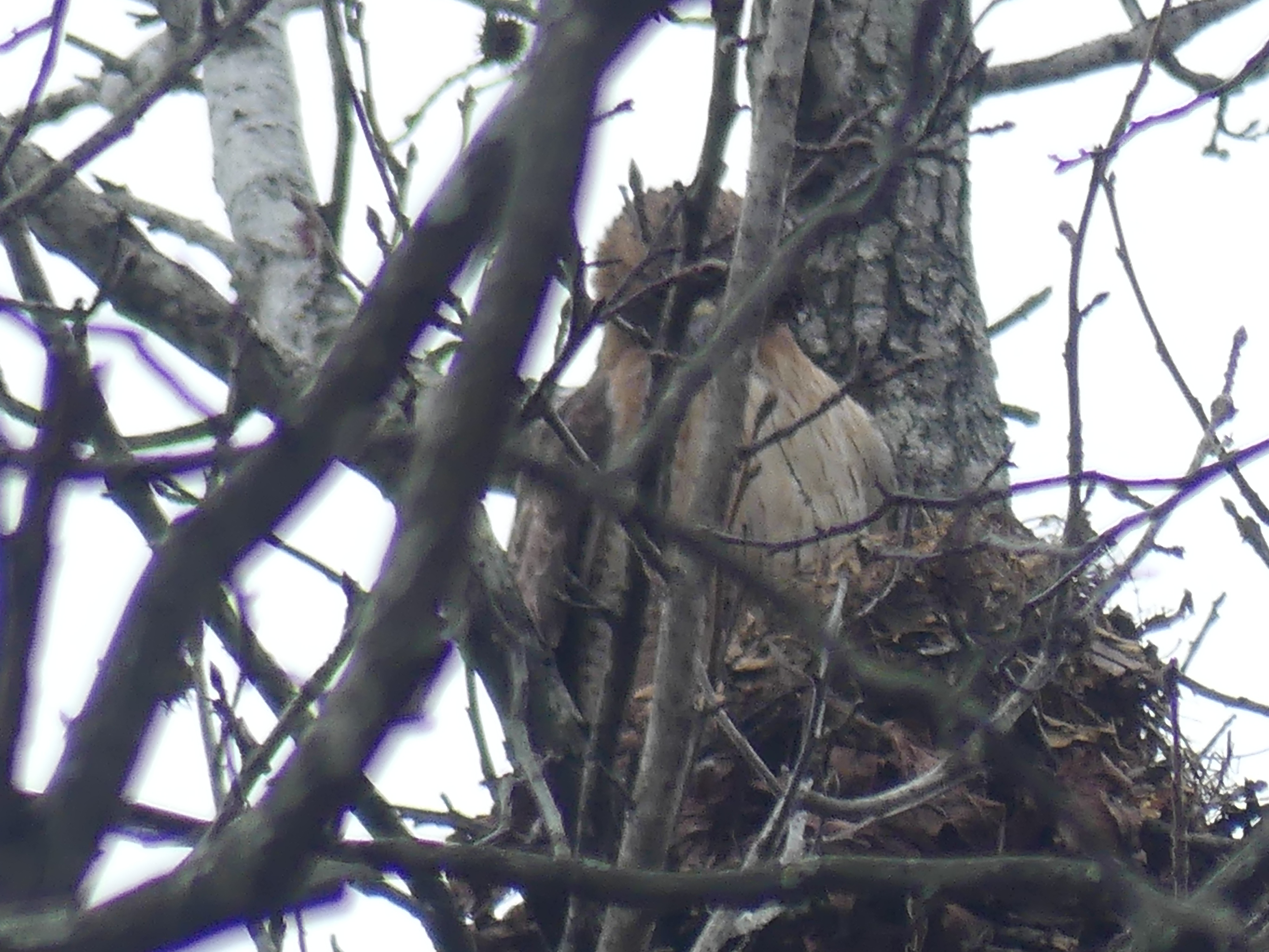 Witness the majestic Red Tail Hawk nesting right in my backyard