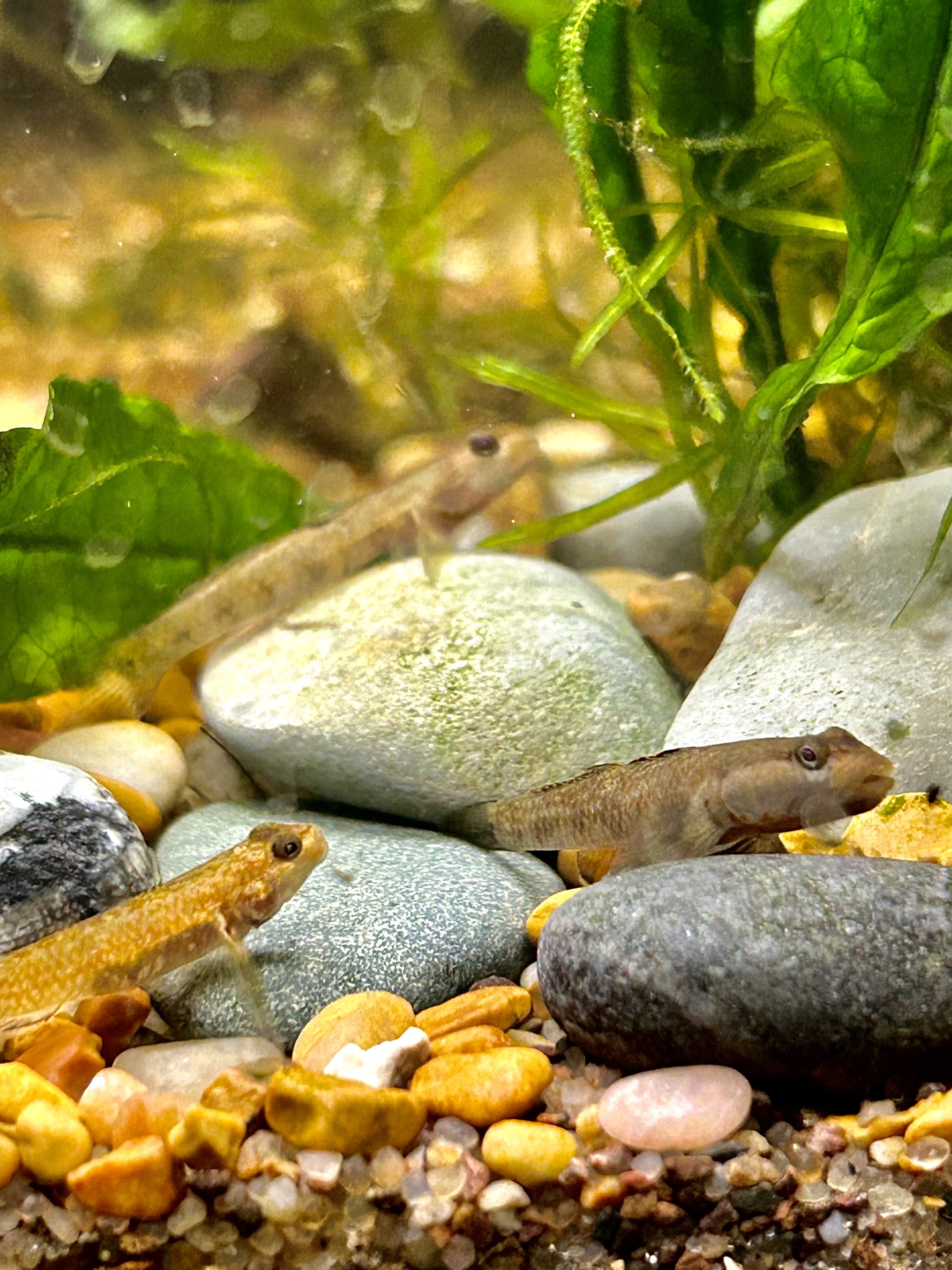 Introducing the Rhinogobius duospilus: The Charming 'White Cheek' from Hillstream Kingdom