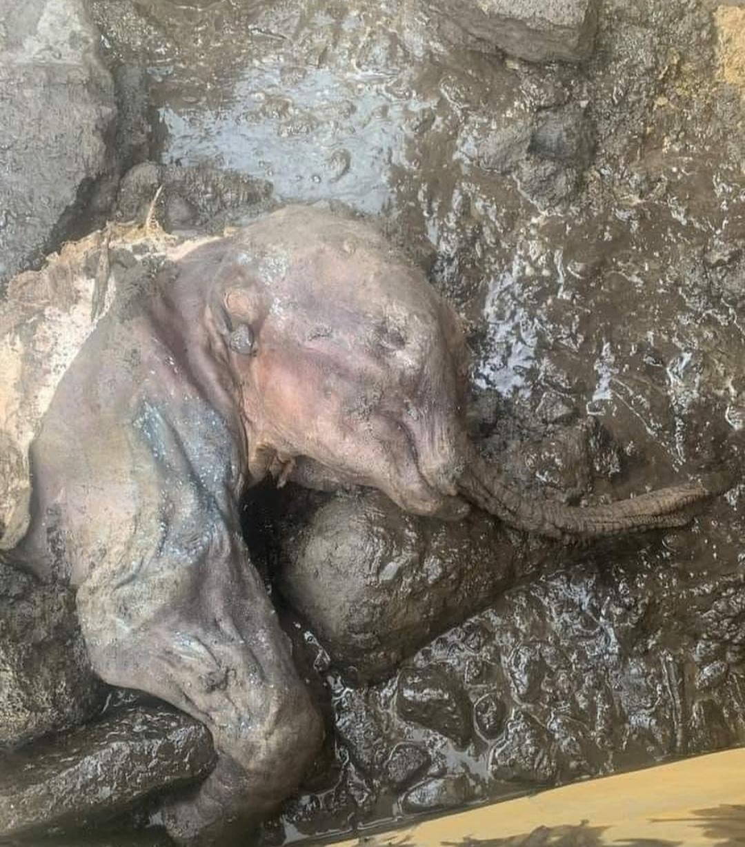 Meet the Ancient Baby Mammoth: 30,000 Years Frozen in Time