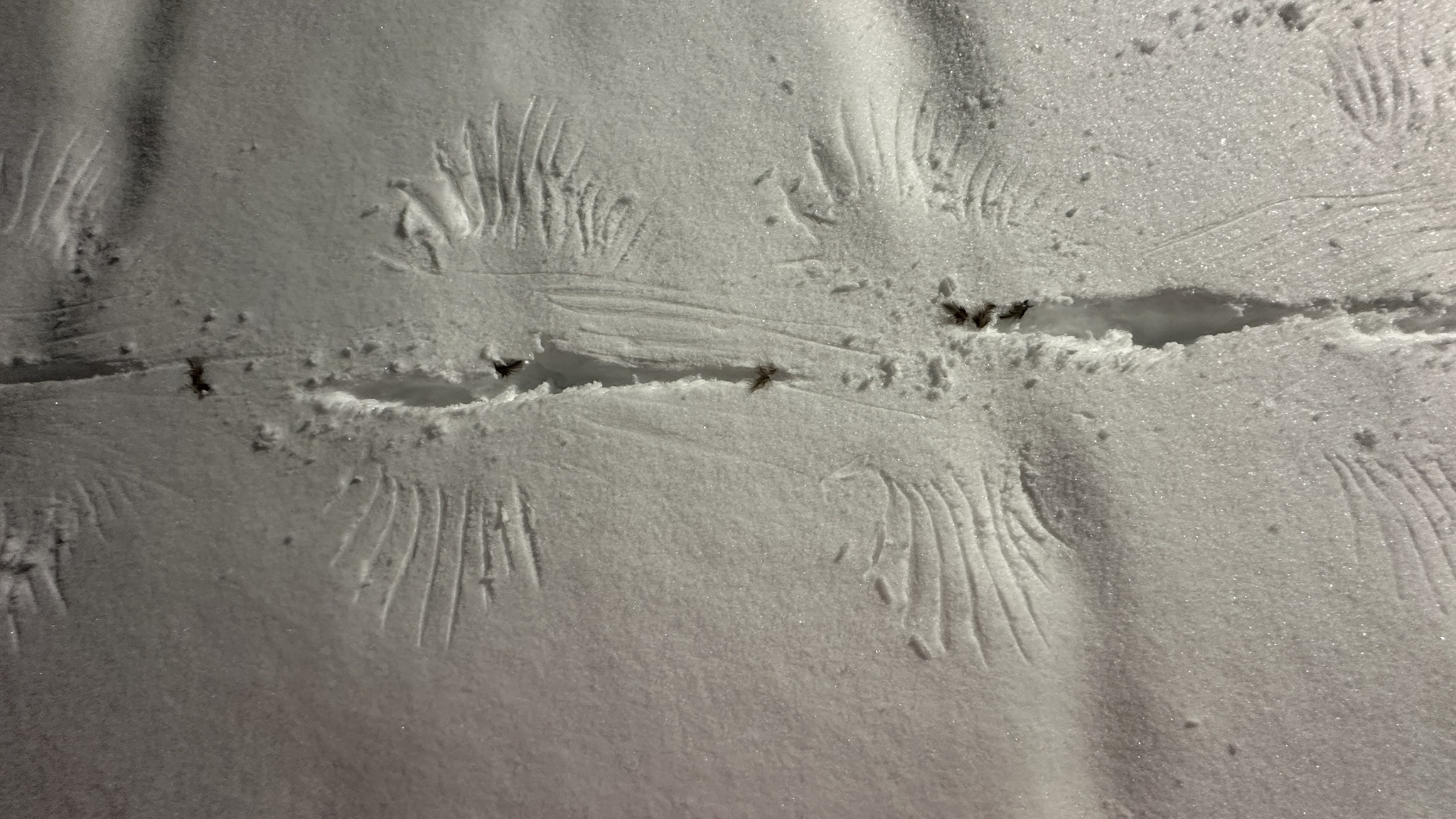 Bird Tracks Painting the Snowy Landscape