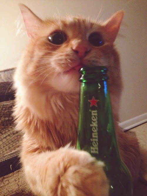Meet Heinie Cat: The Feline Star of the Show