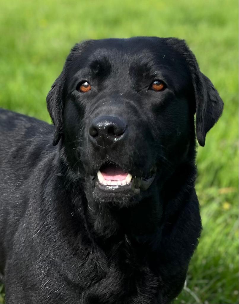 Meet Bogarie Arran Labrador: The Pup with an Attitude